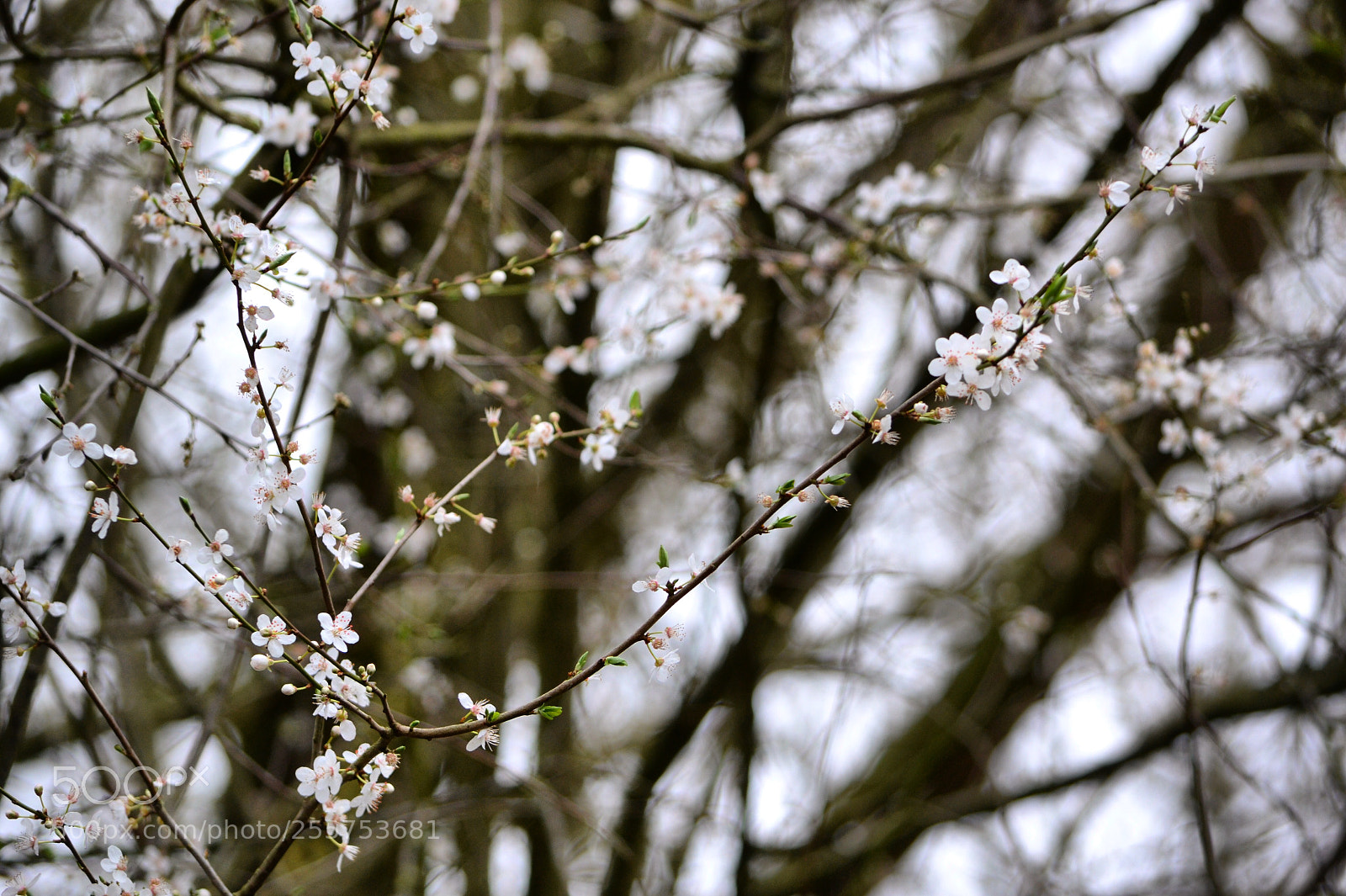 Nikon D3100 sample photo. Cherry blossom photography