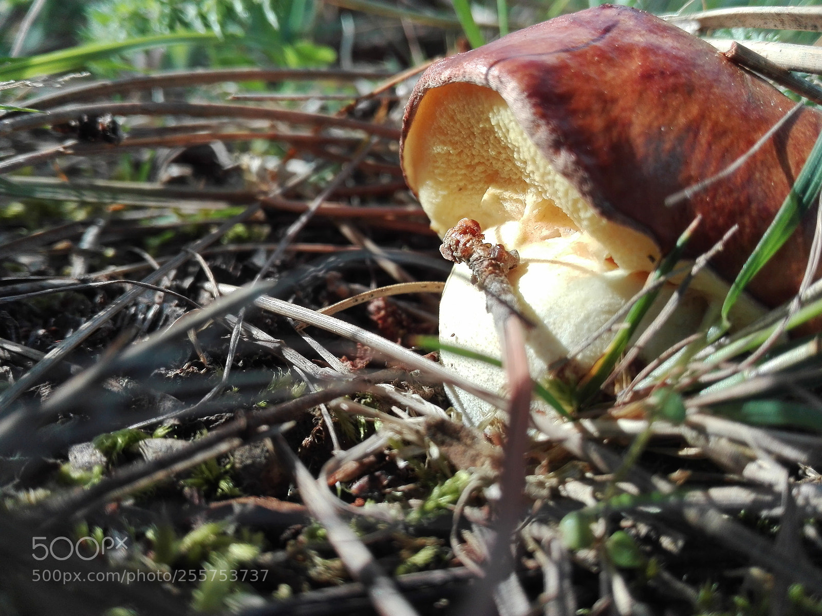 HUAWEI P8 Lite sample photo. Untitled photography