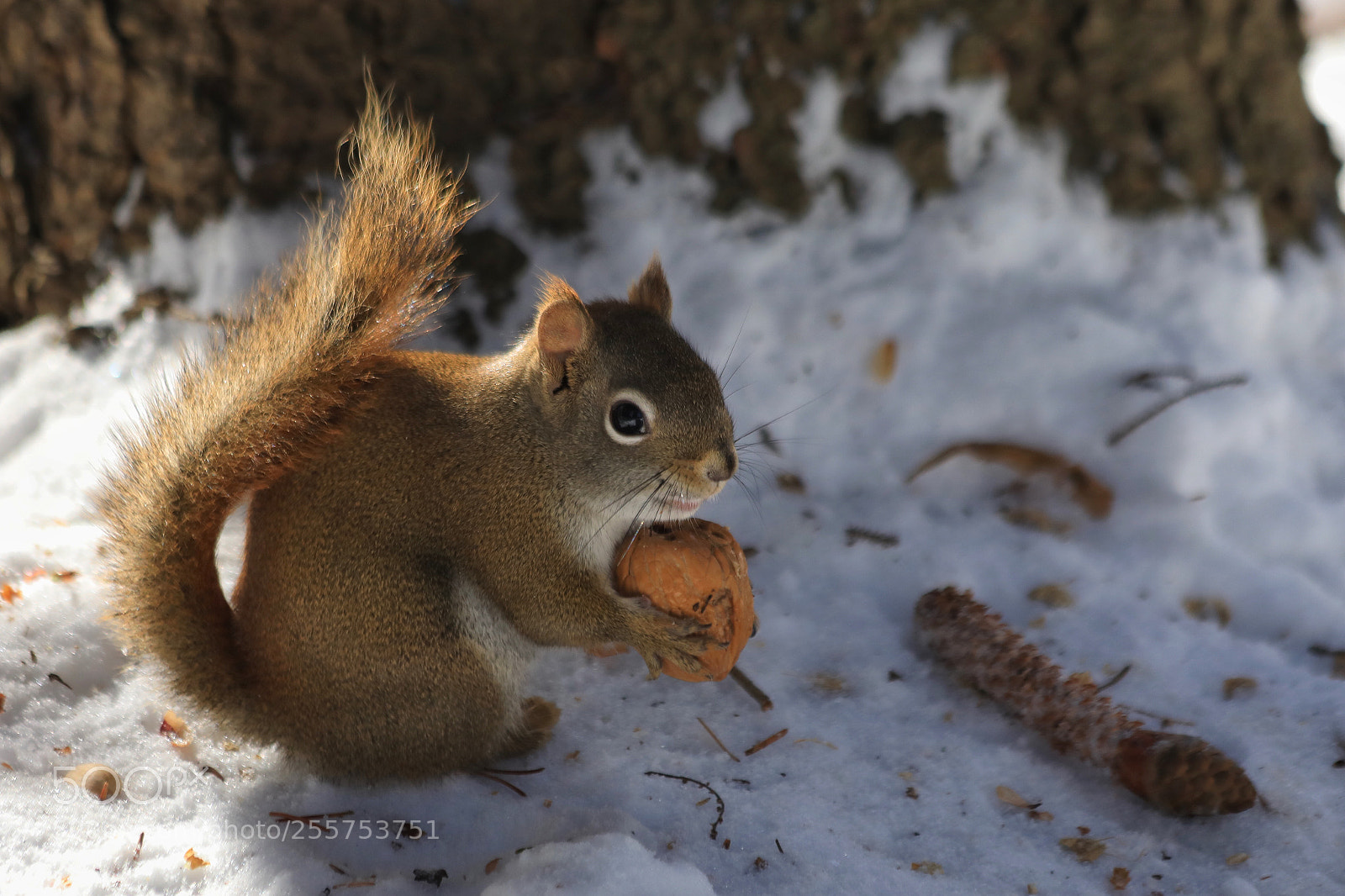 Canon EOS 5D Mark IV sample photo. Squirrel photography