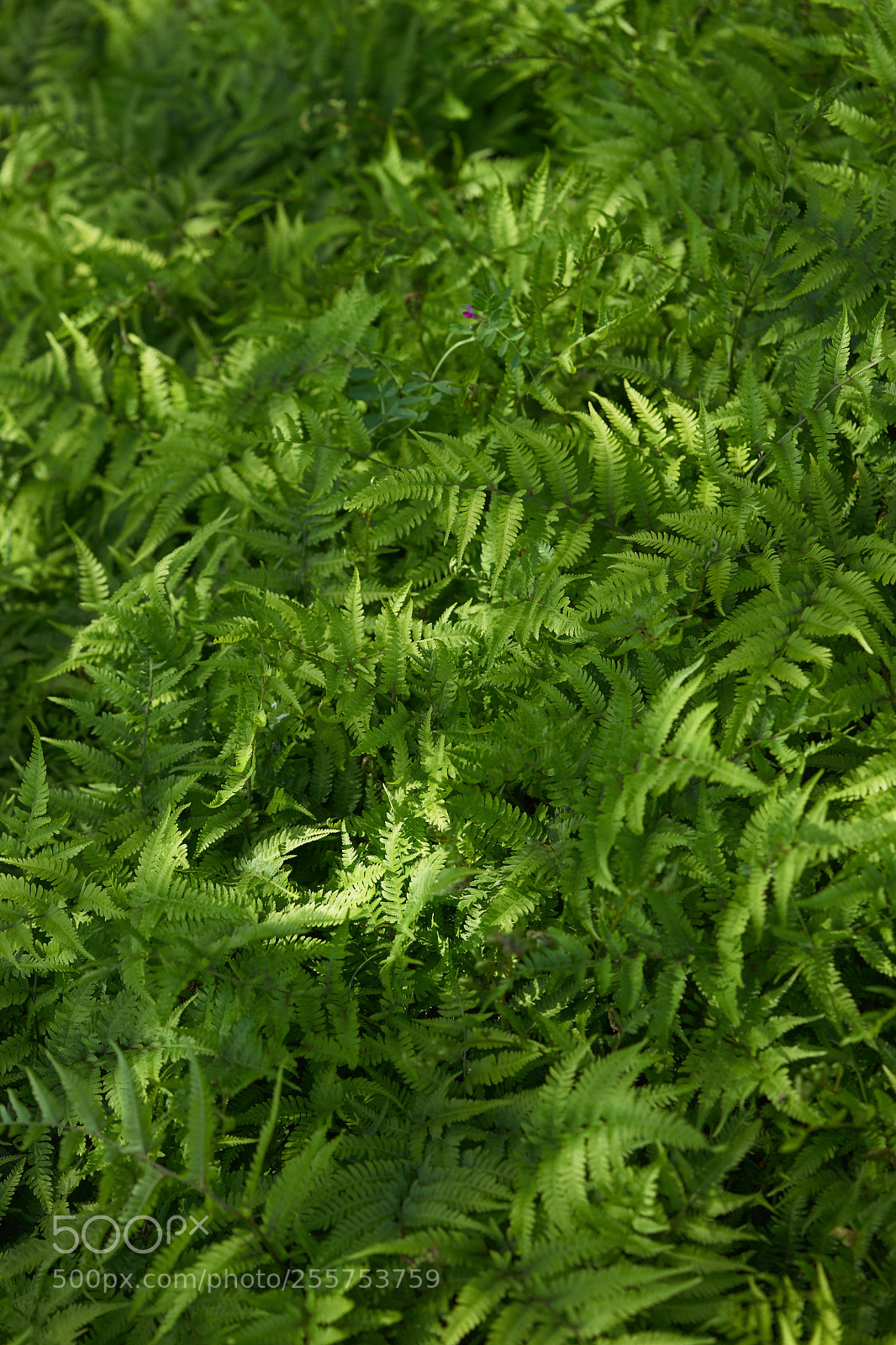 Sony a7 sample photo. Leaves 962 photography