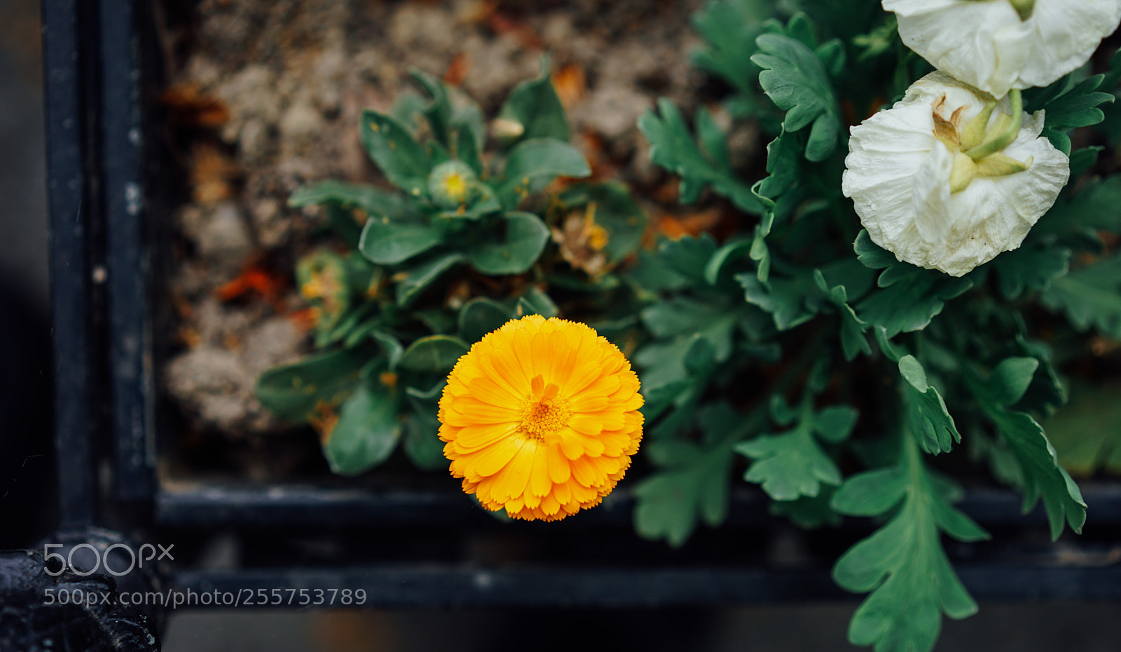 Sony a7 II sample photo. Golden badge. photography