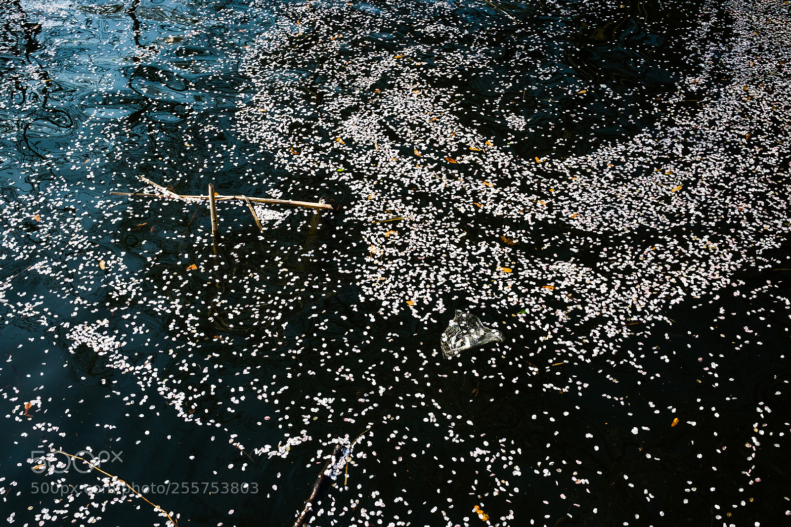 Fujifilm X-T10 sample photo. Untitled photography