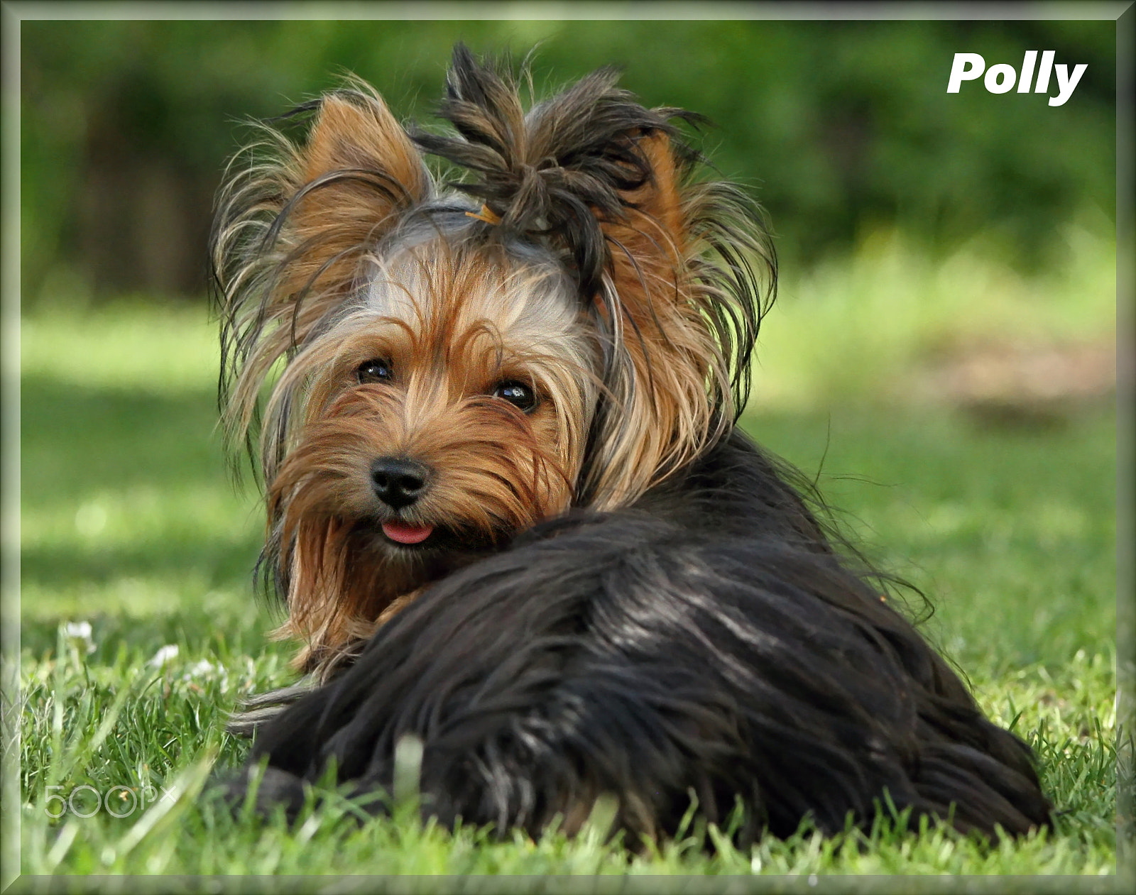 Canon EOS 7D + Canon EF 70-200mm F4L IS USM sample photo. Polly photography