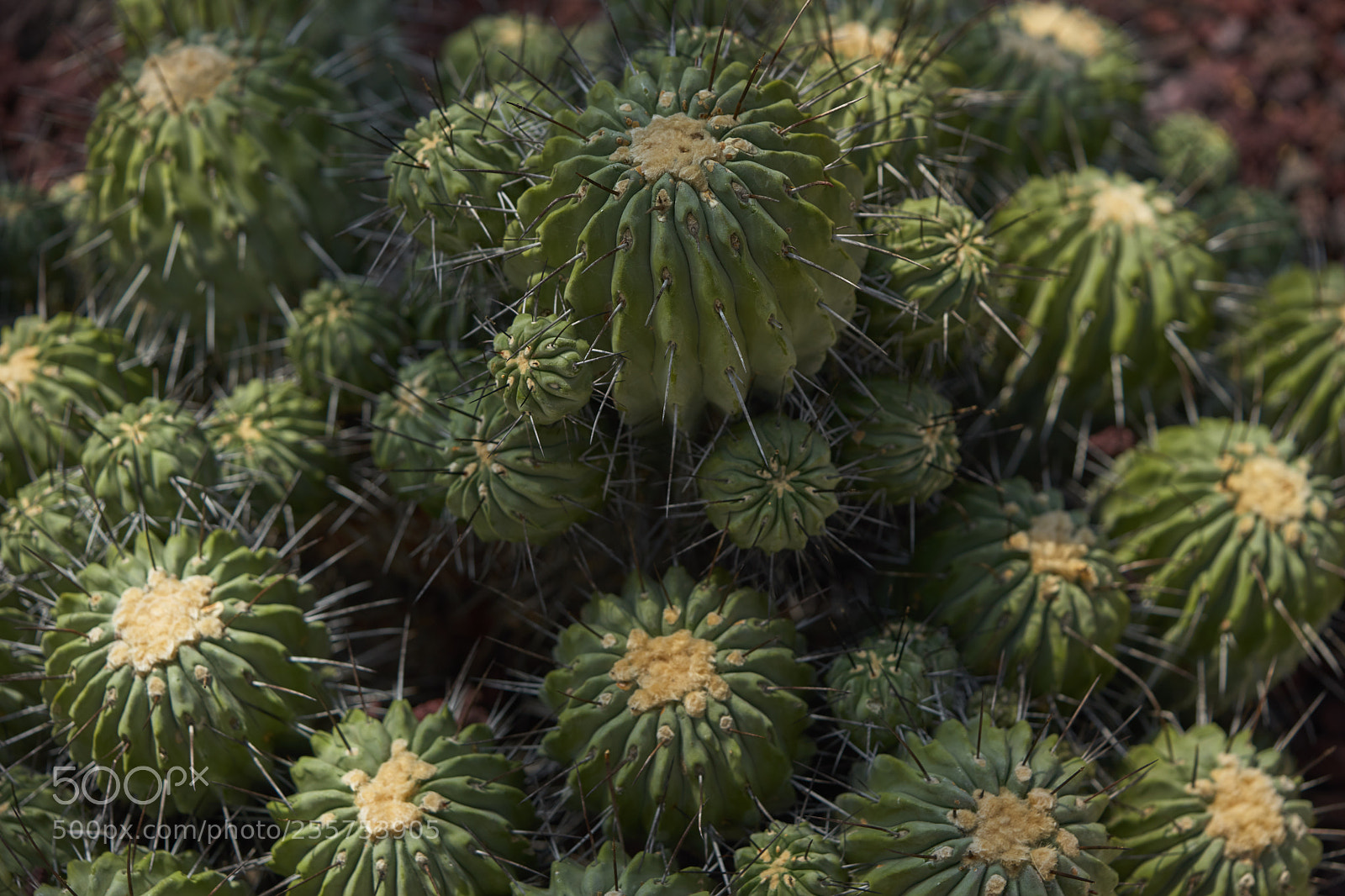 Sony a7 sample photo. Leaves 963 photography