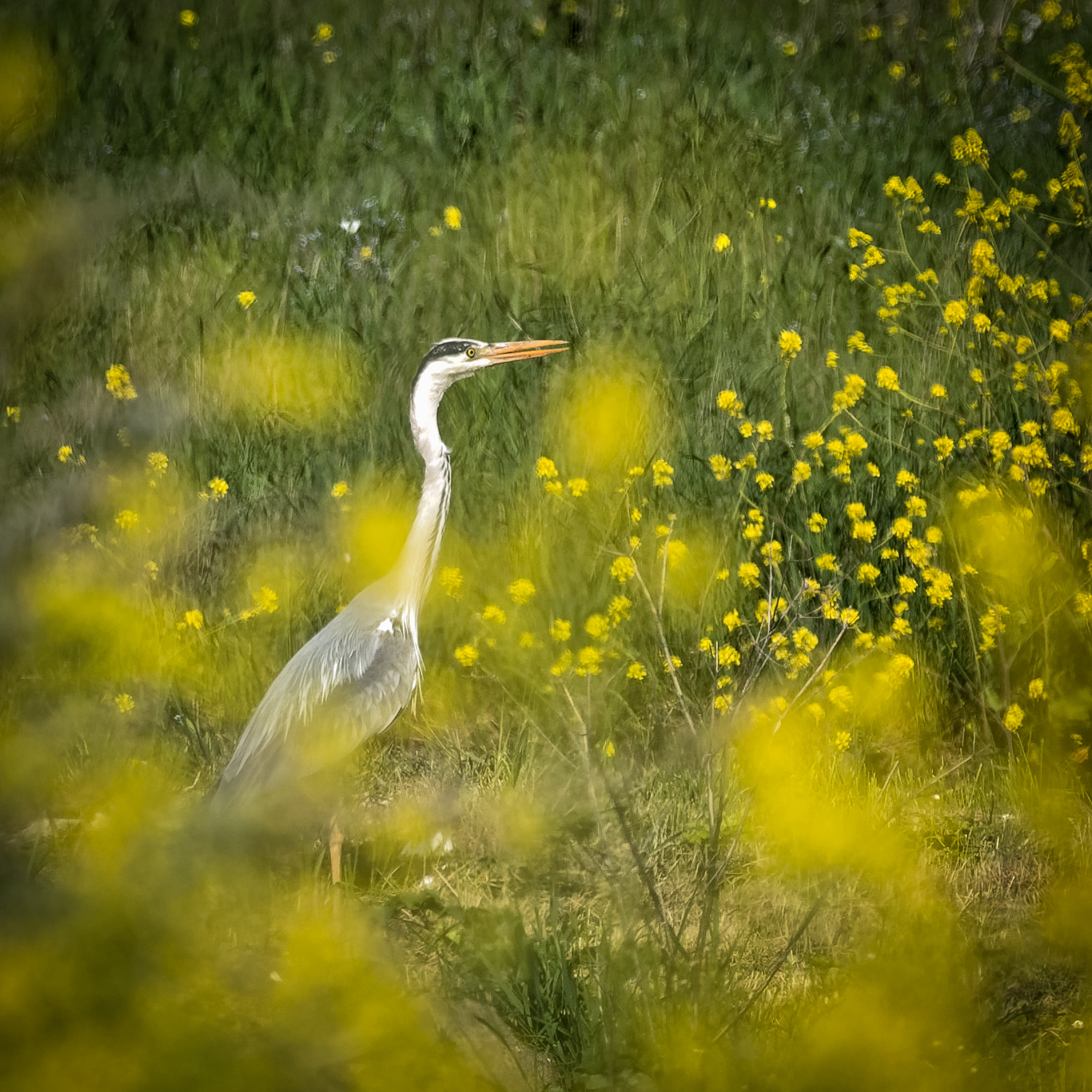 Nikon D800 + Sigma 150-600mm F5-6.3 DG OS HSM | C sample photo. Héron cendré de l'île de ré photography