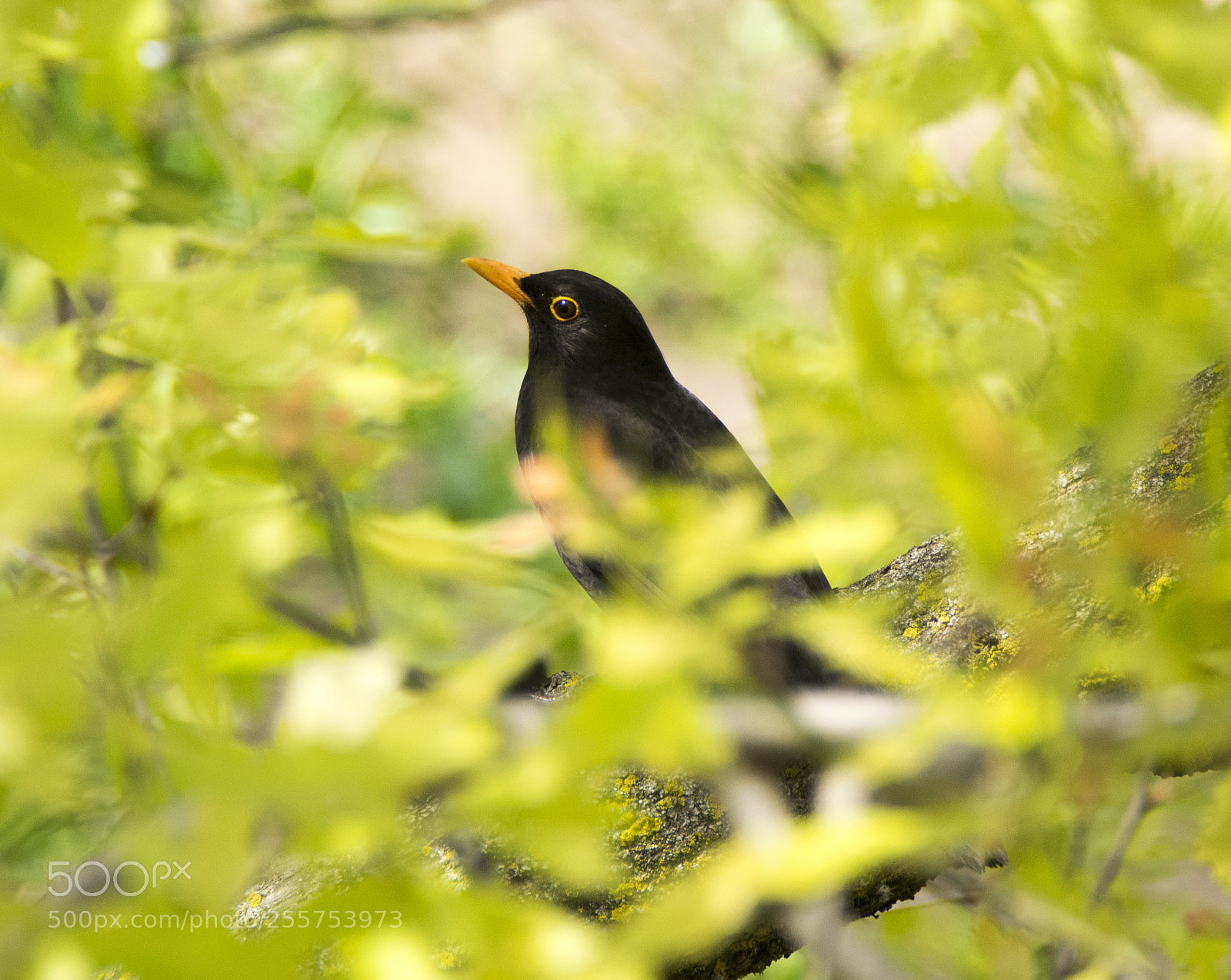 Nikon D7100 sample photo. Blackbird silent photography