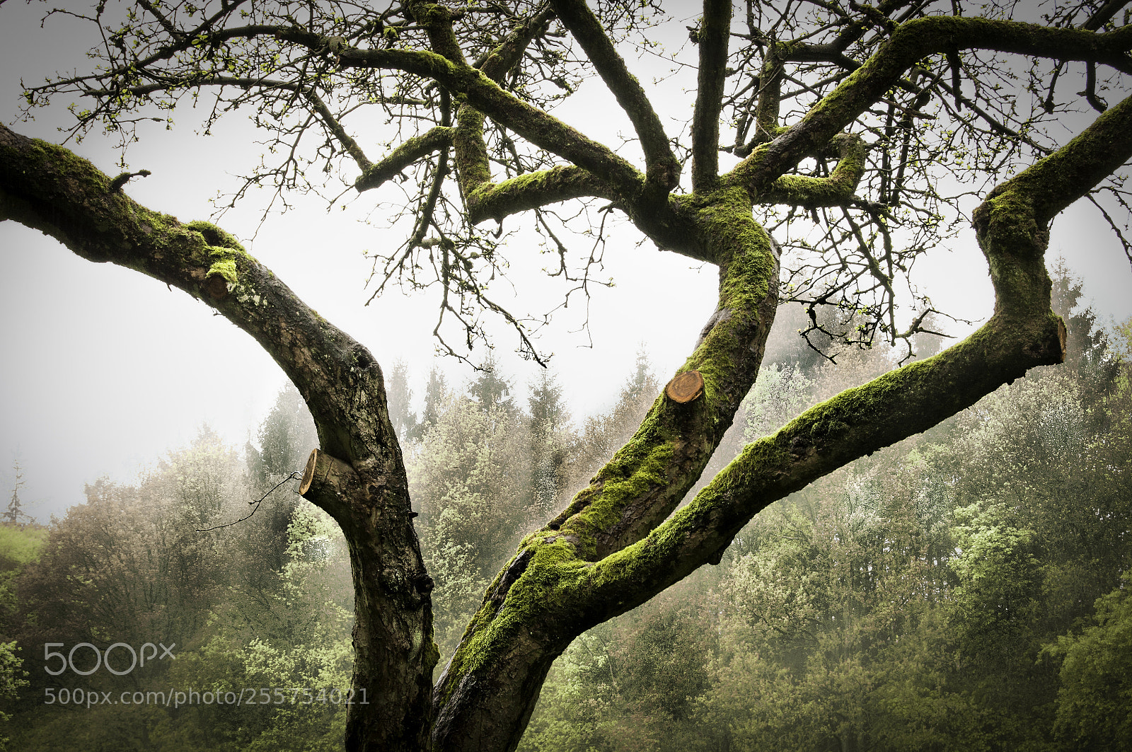 Nikon D5000 sample photo. Moss on tree photography