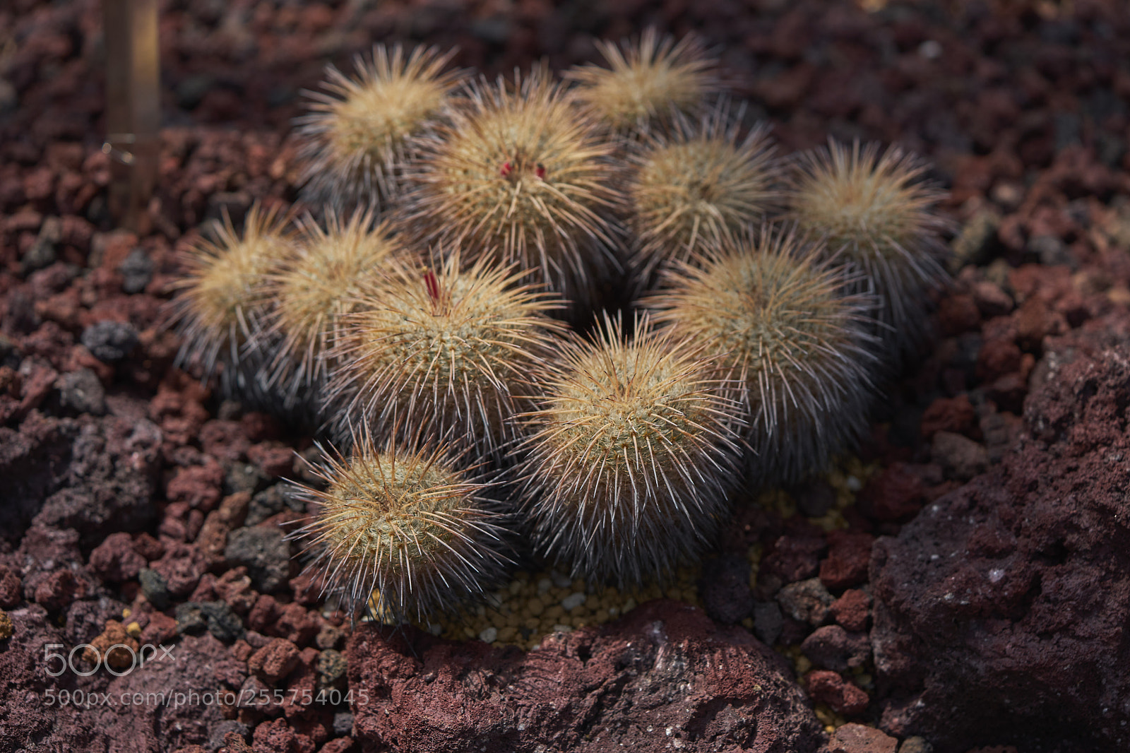 Sony a7 sample photo. Leaves 964 photography