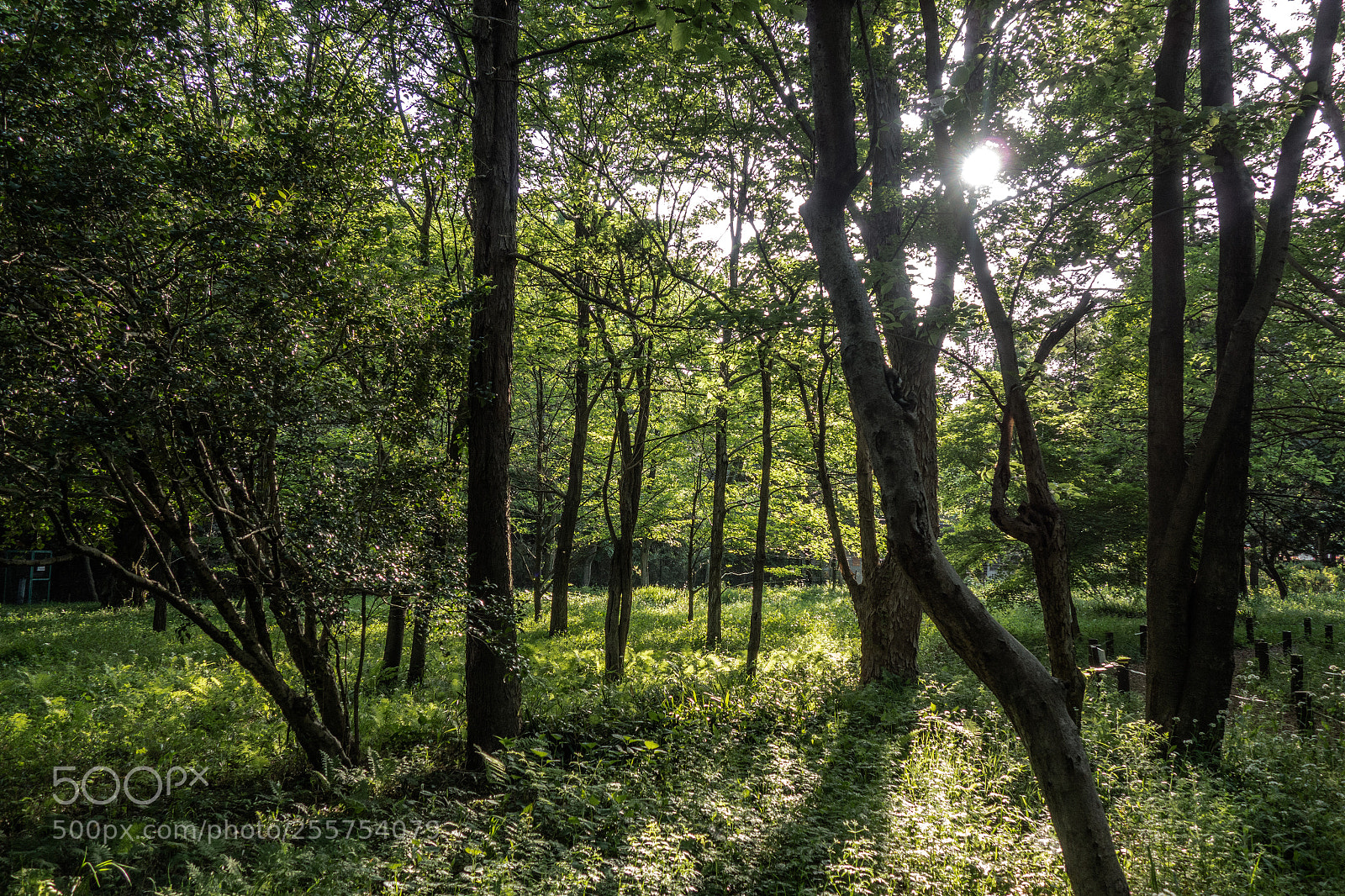 Sony Cyber-shot DSC-RX100 sample photo. Forest photography