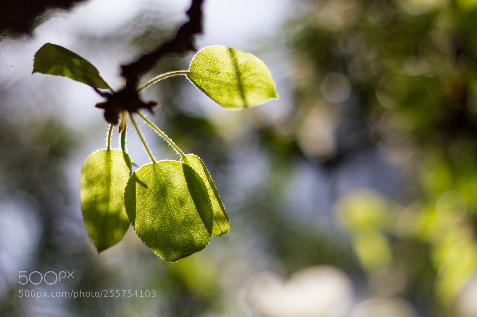 Canon EOS 7D sample photo. Simple photography