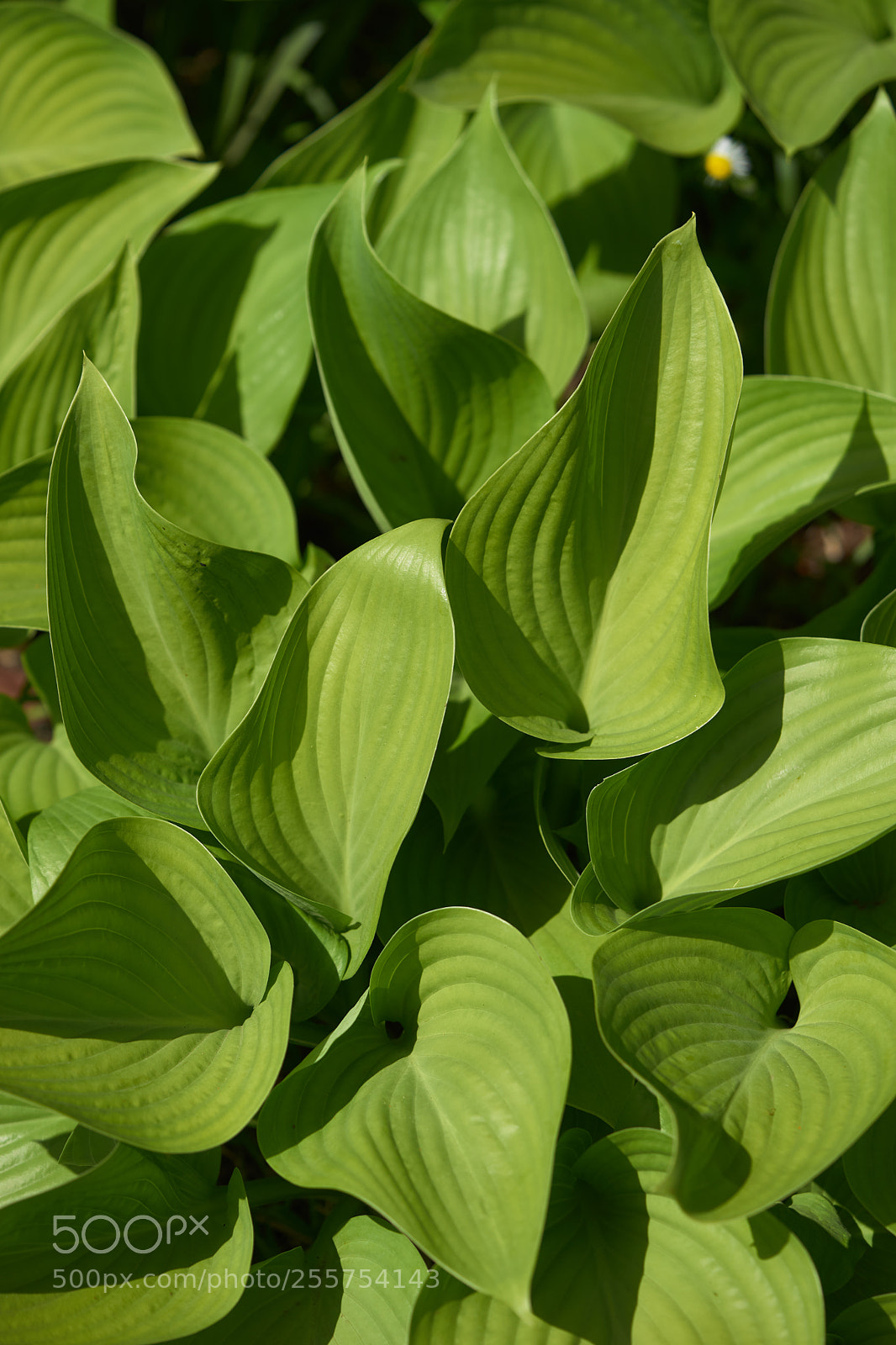 Sony a7 sample photo. Leaves 965 photography