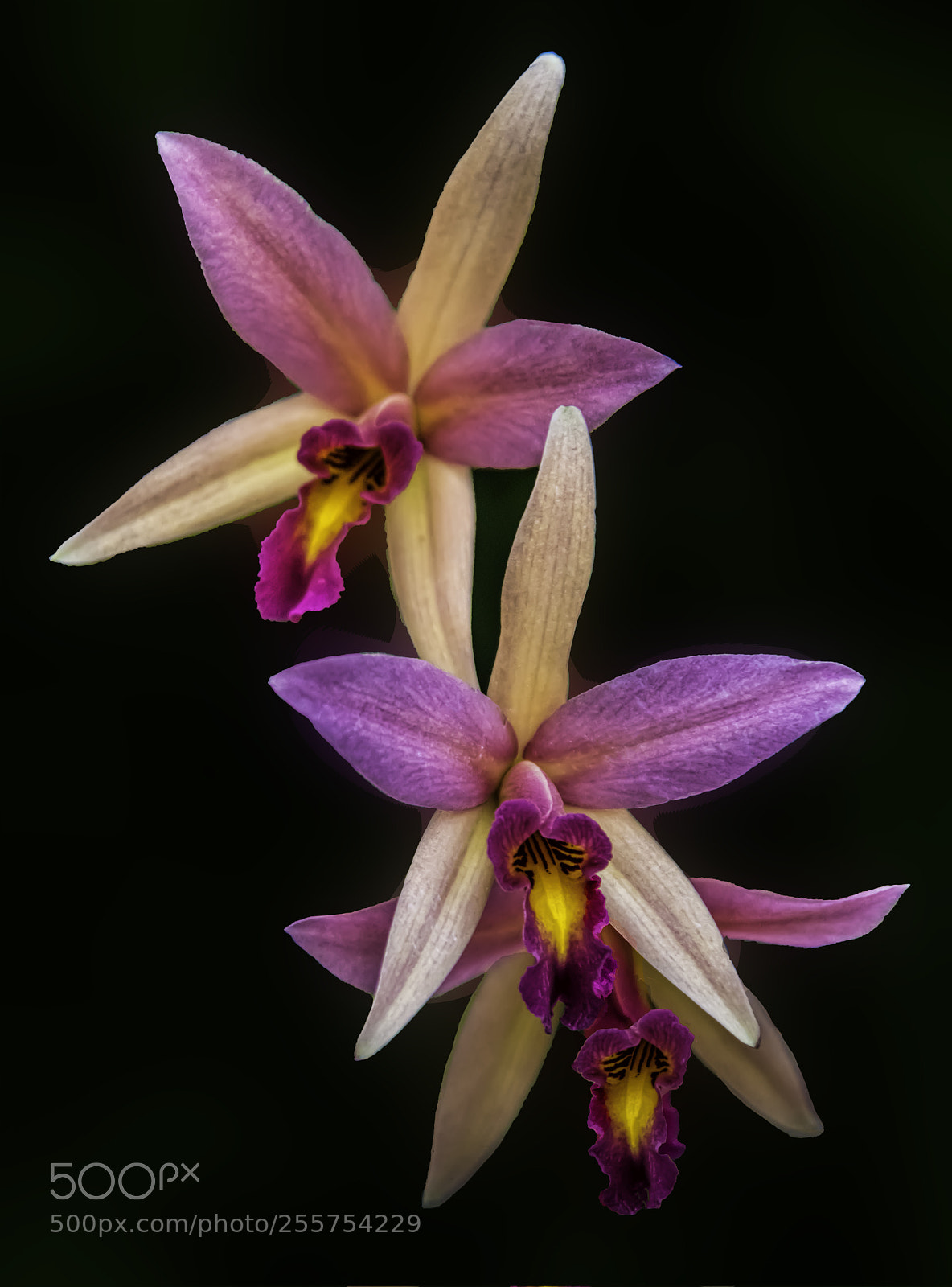 Canon EOS 5DS sample photo. Violet orchid three some photography