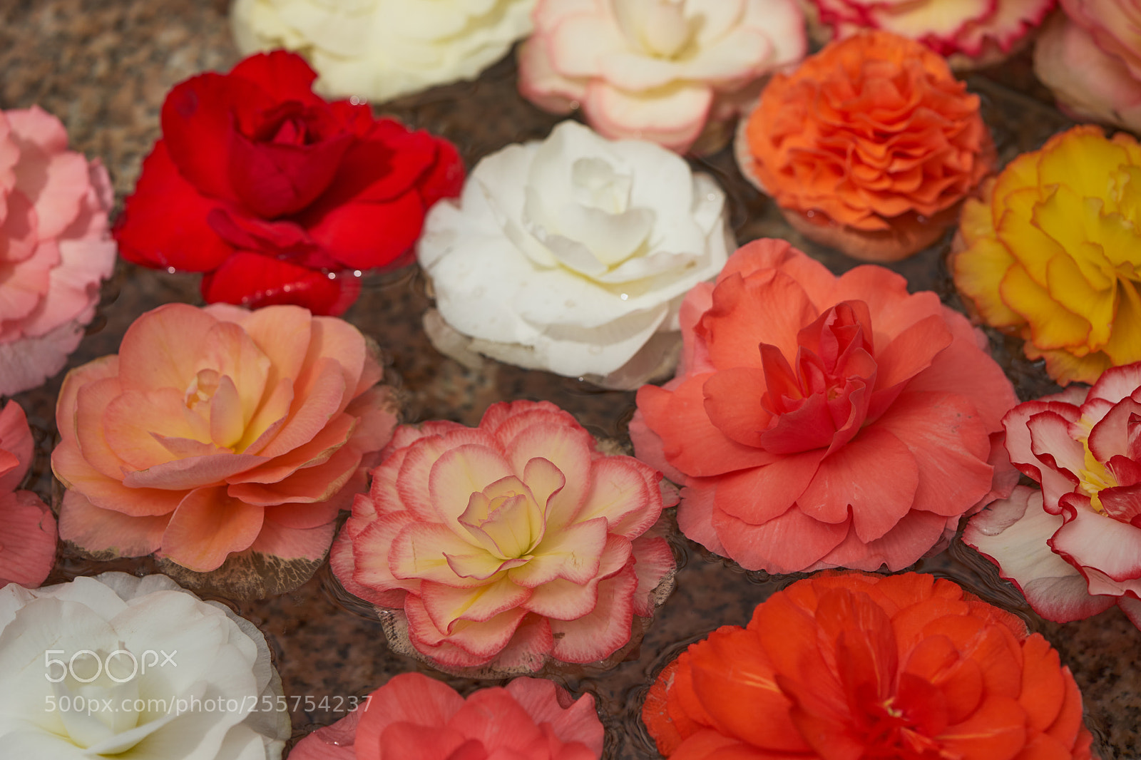 Sony a7 sample photo. Flowers 6472 photography