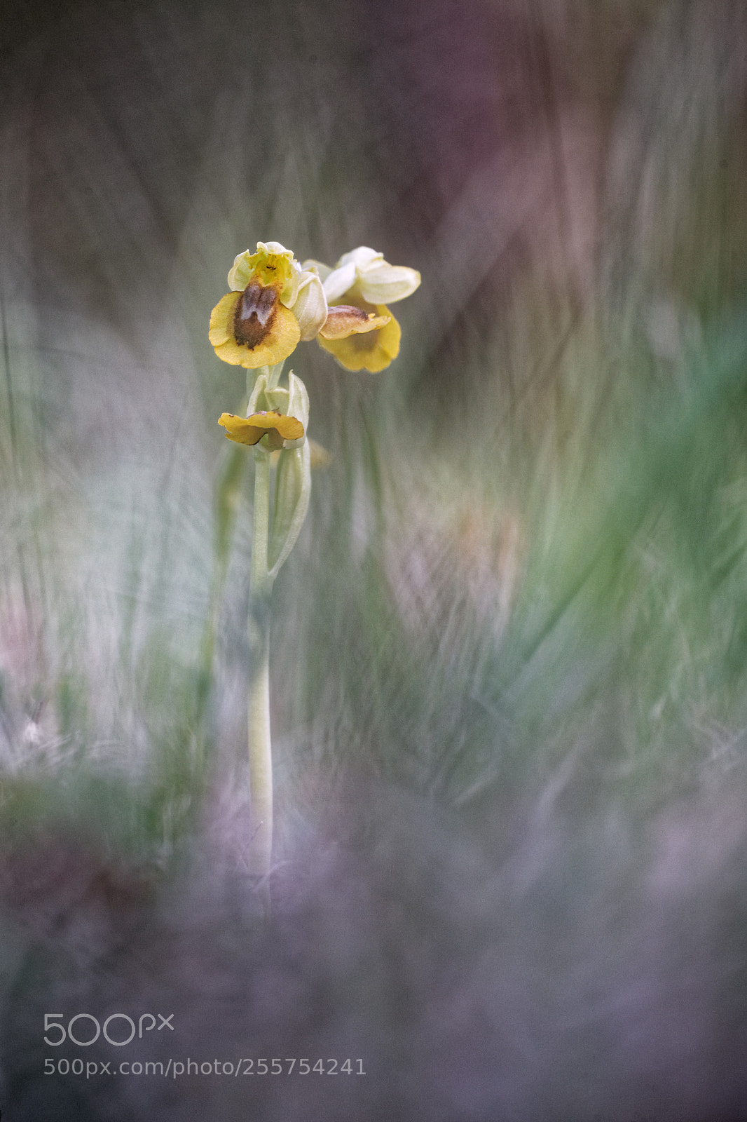 Canon EOS 5D sample photo. Ophrys jaune photography