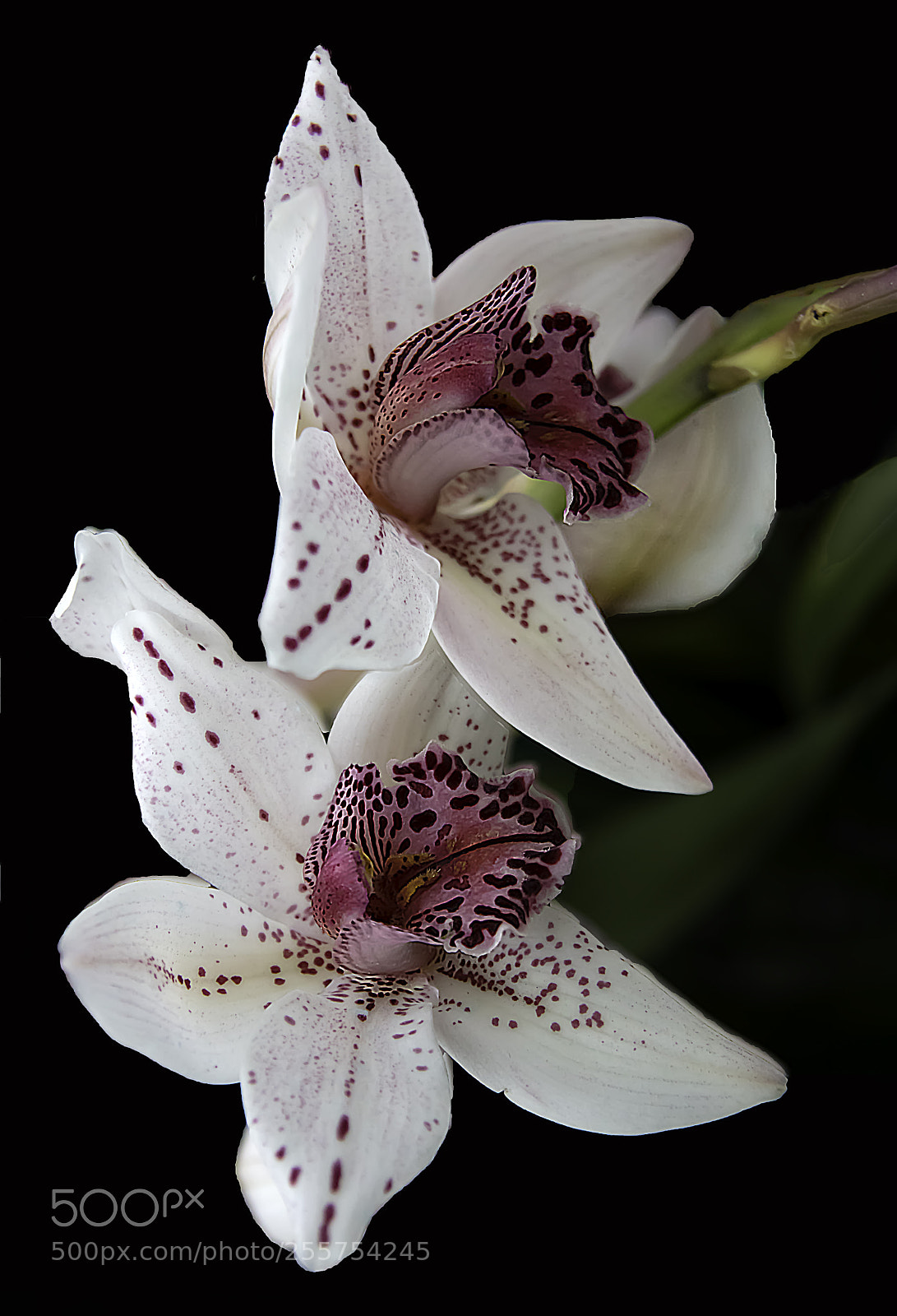 Canon EOS 5DS sample photo. White orchid duo photography