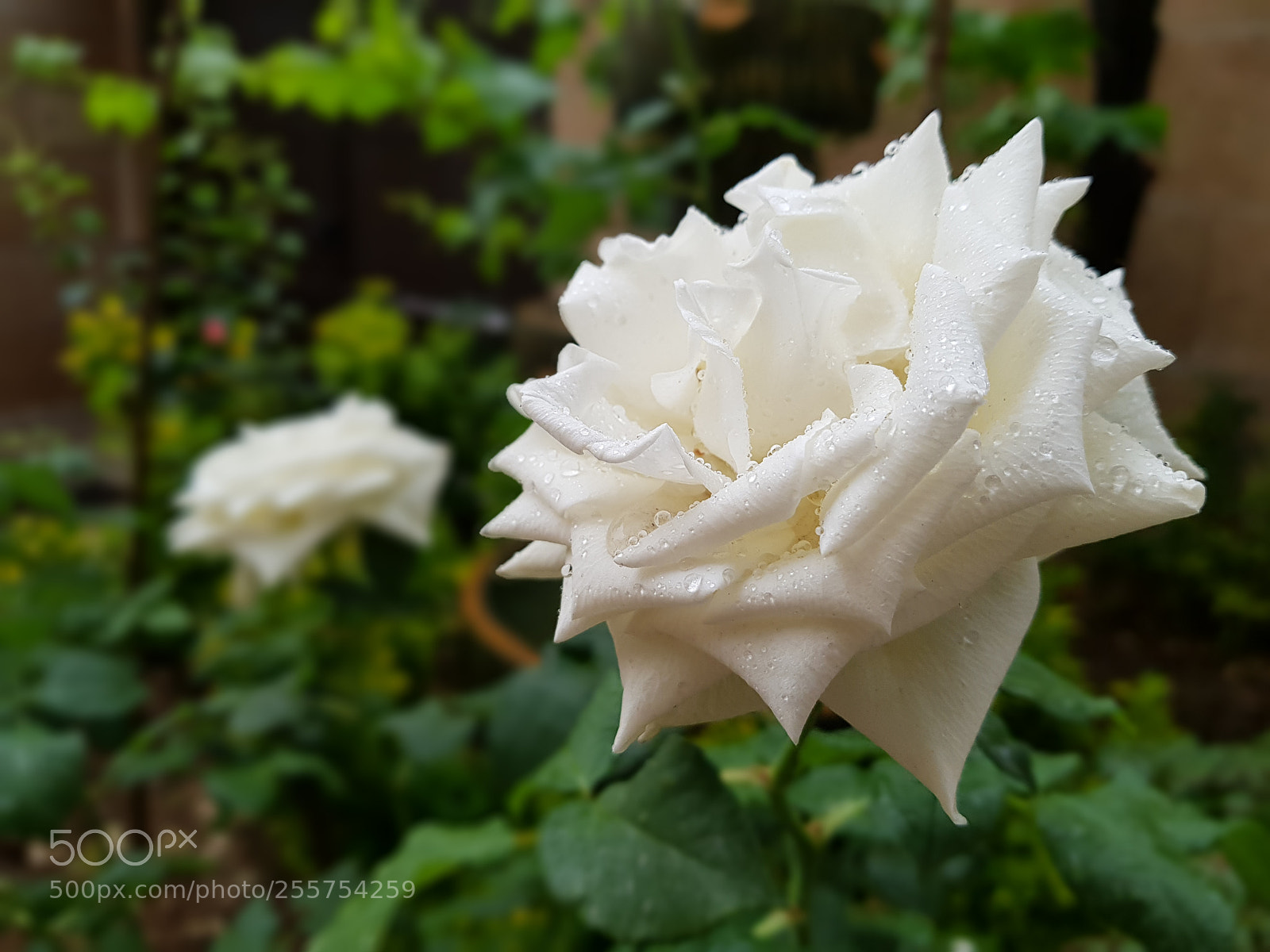 Samsung Galaxy S8+ sample photo. Untitled photography