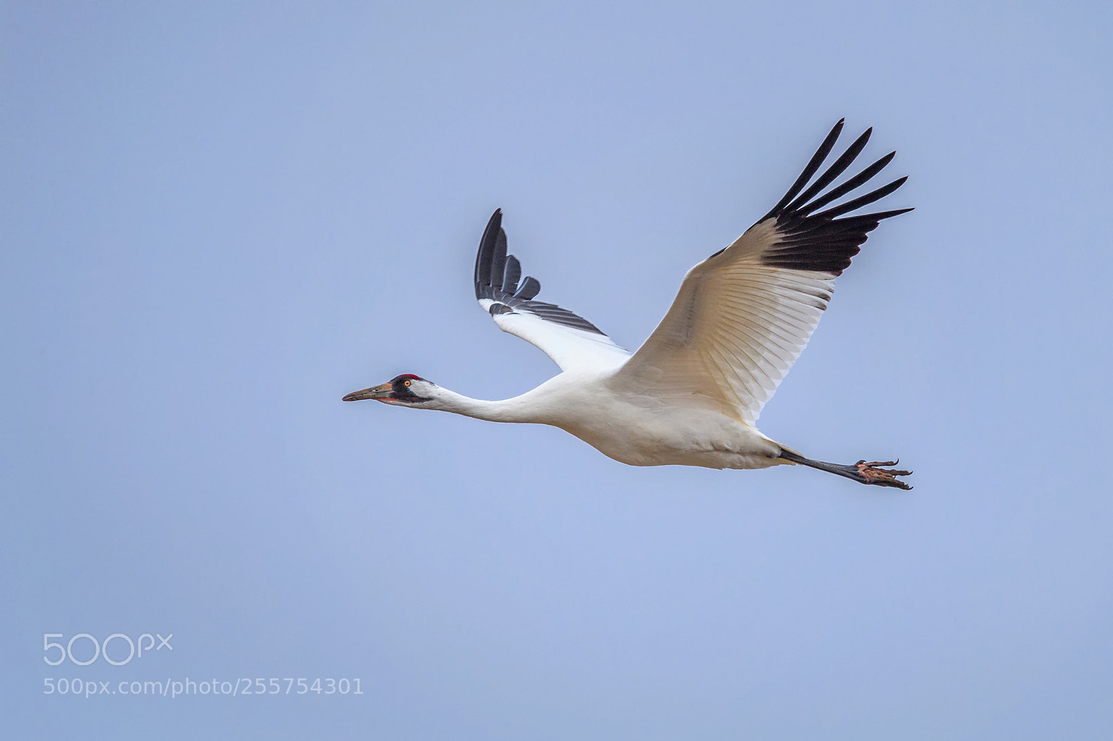 Nikon D5 sample photo. A rare whooping crane photography