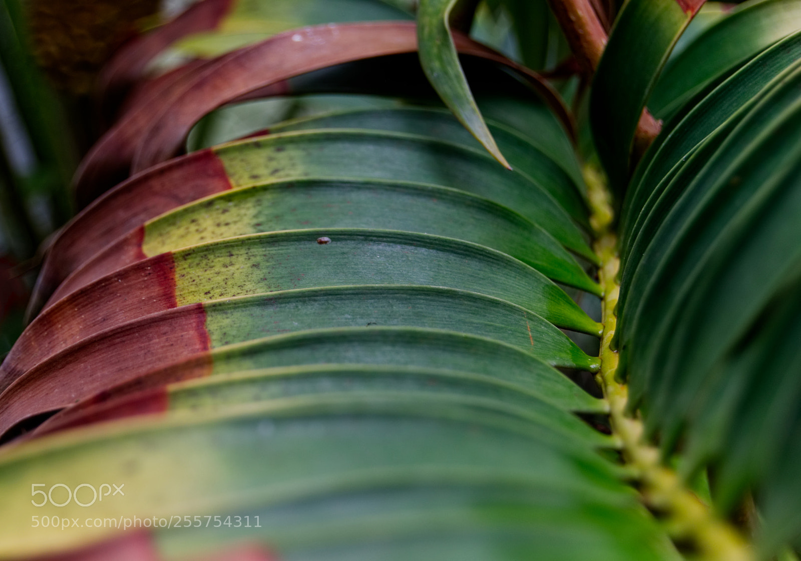 Nikon D3300 sample photo. Tropical colours photography