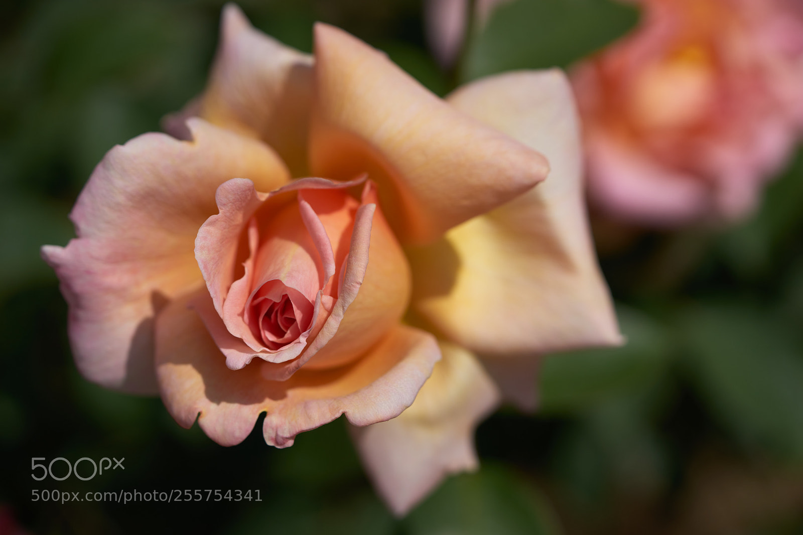 Sony a7 sample photo. Flowers 6473 photography