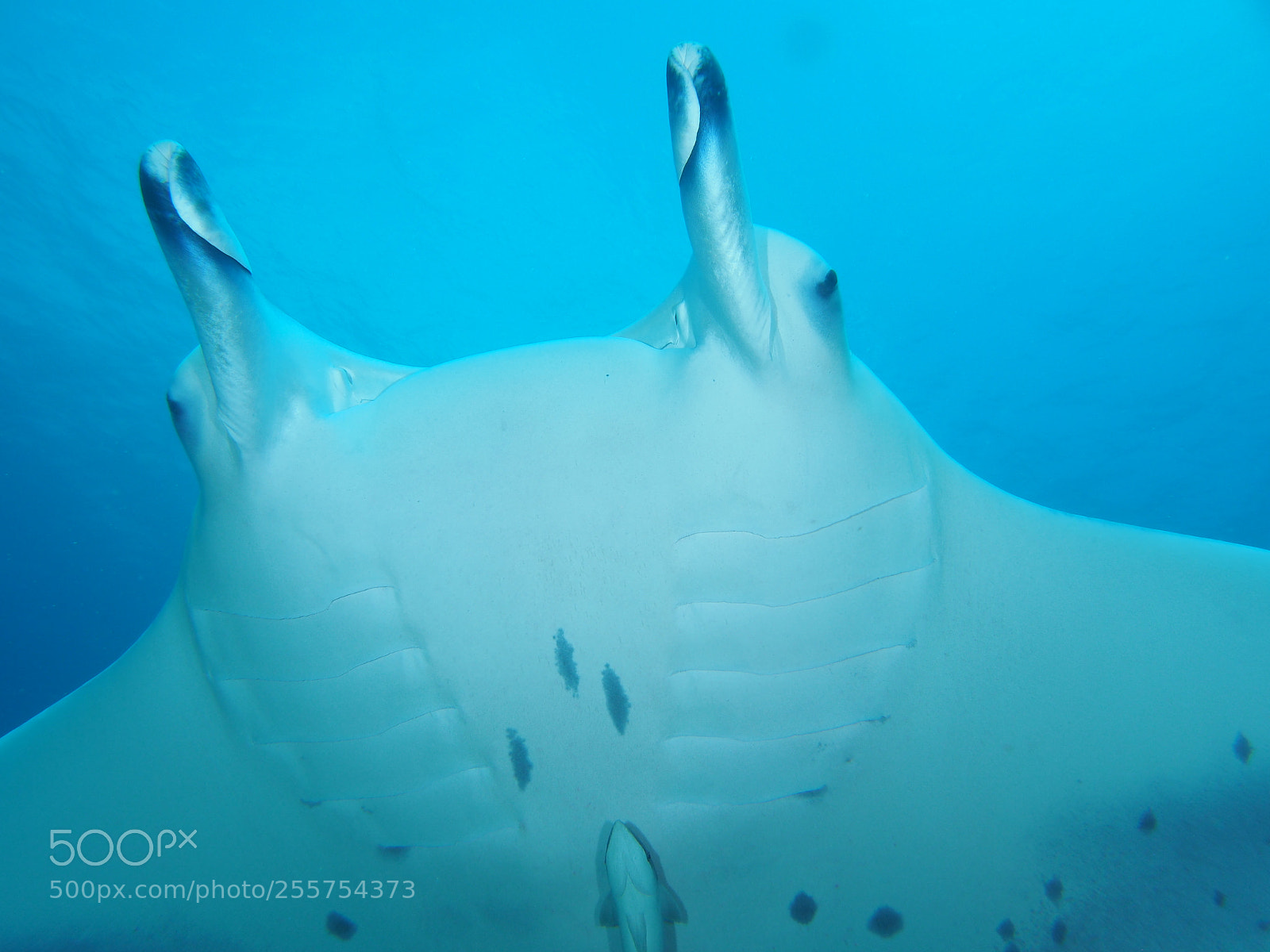 Olympus OM-D E-M5 sample photo. Manta ray photography