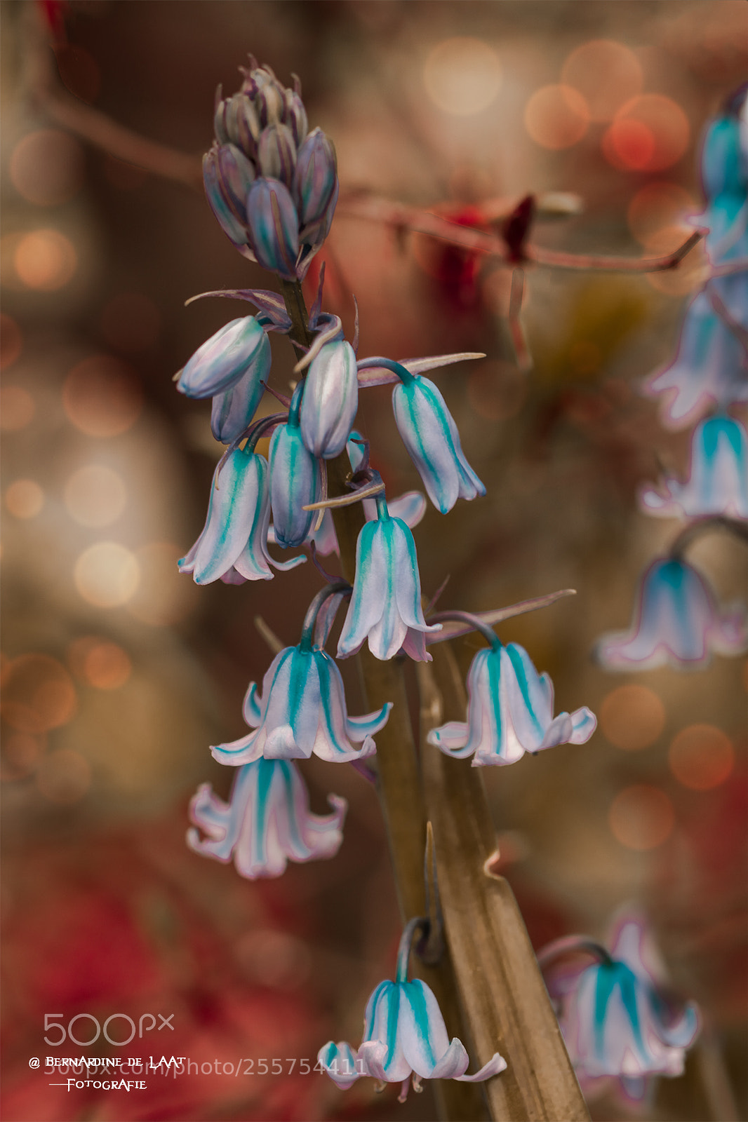 Nikon D7100 sample photo. Time to bloom photography