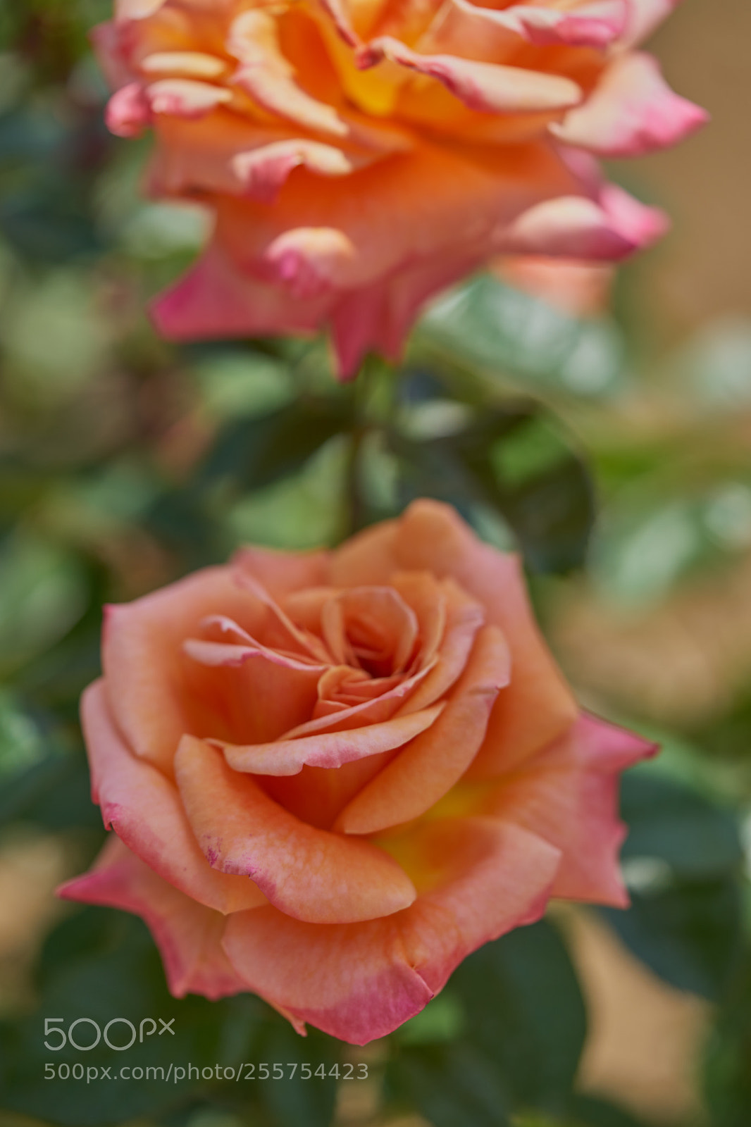 Sony a7 sample photo. Flowers 6474 photography