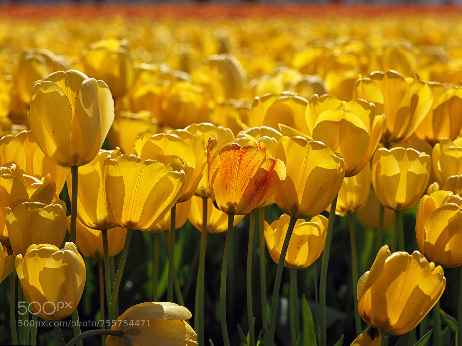 Olympus OM-D E-M1 sample photo. Blushing tulip photography