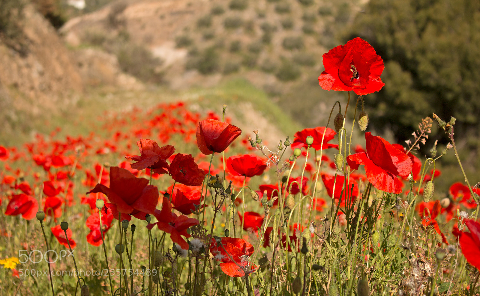 Canon EOS 70D sample photo. Poppies photography