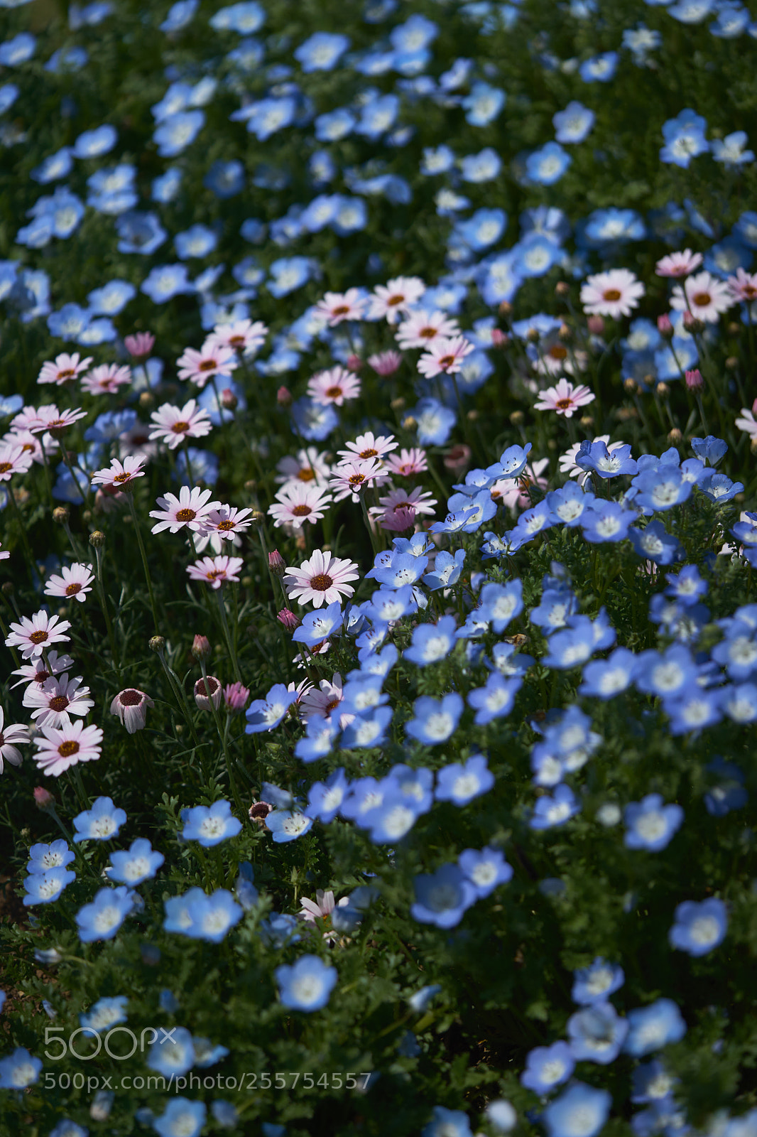 Sony a7 sample photo. Flowers 6475 photography