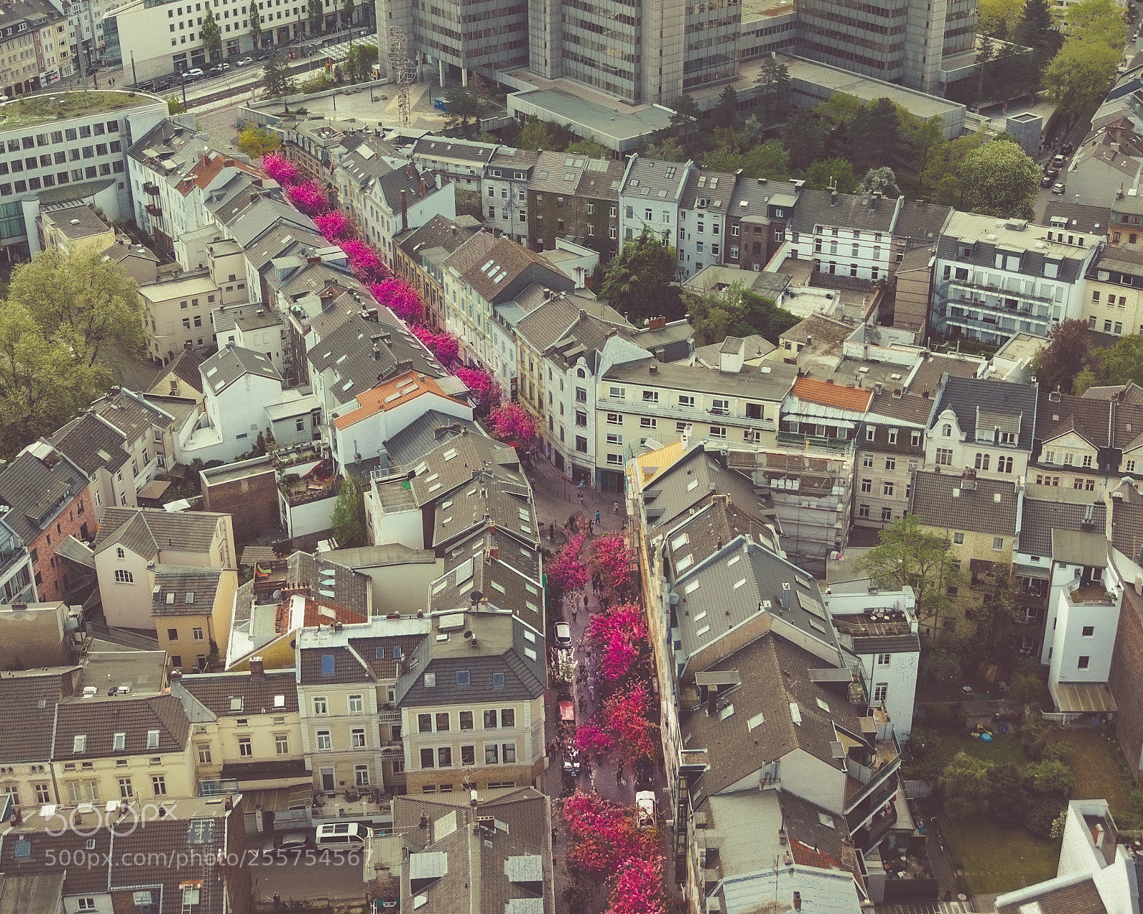 DJI FC220 sample photo. Cherry-blossom photography