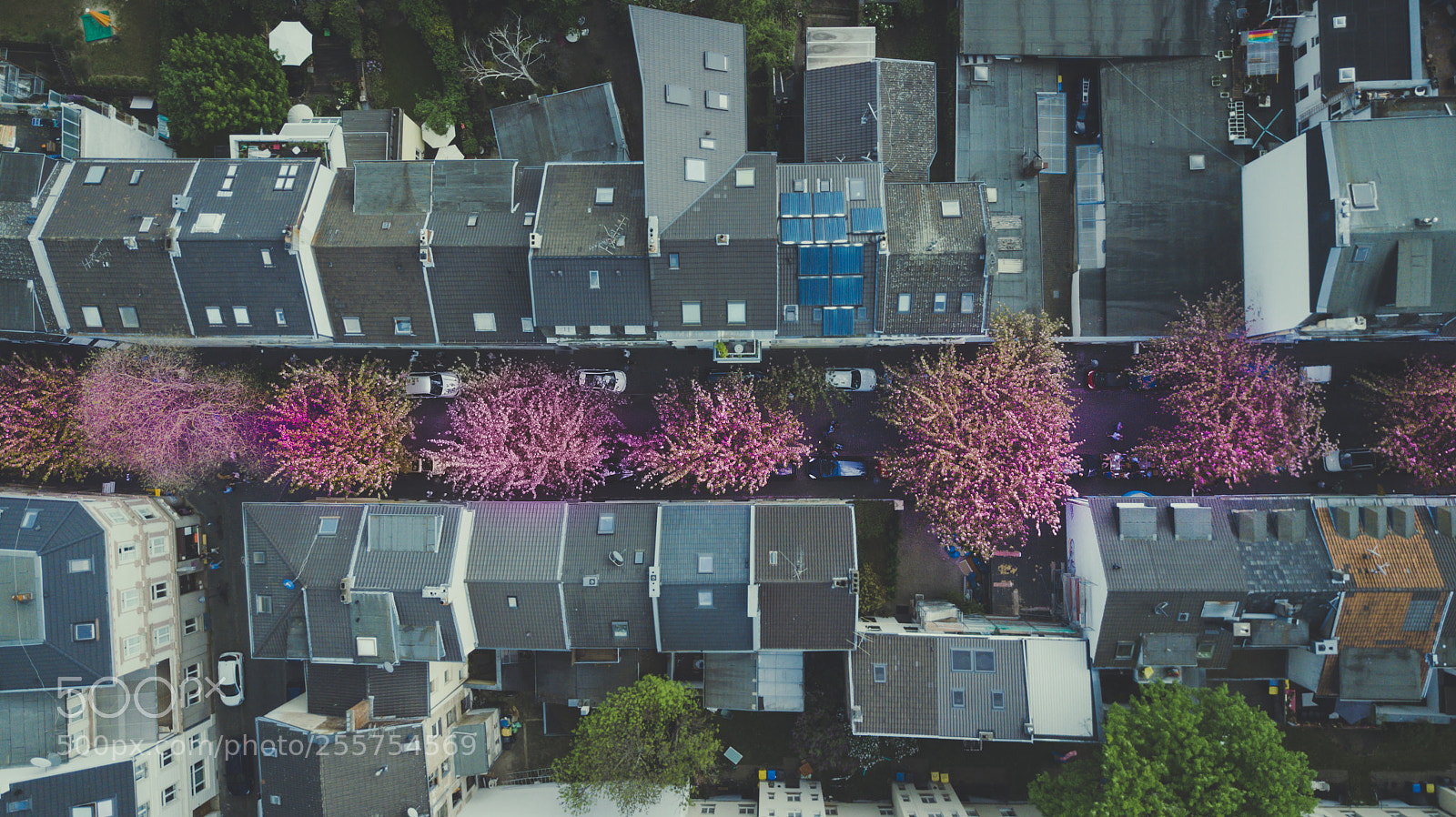DJI FC220 sample photo. Cherry-blossom 2 photography