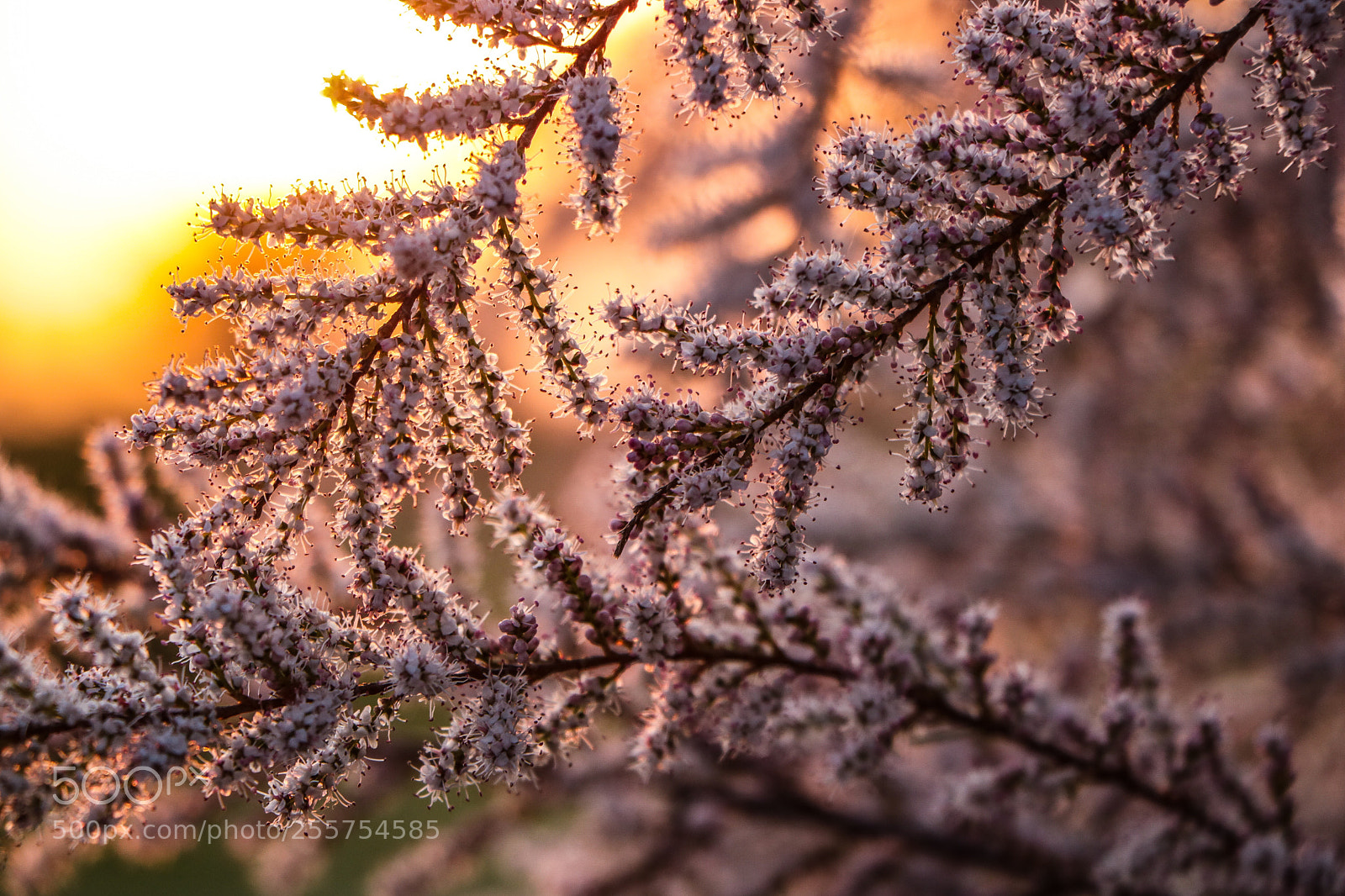 Canon EOS 760D (EOS Rebel T6s / EOS 8000D) sample photo. Spring and sunsets  photography