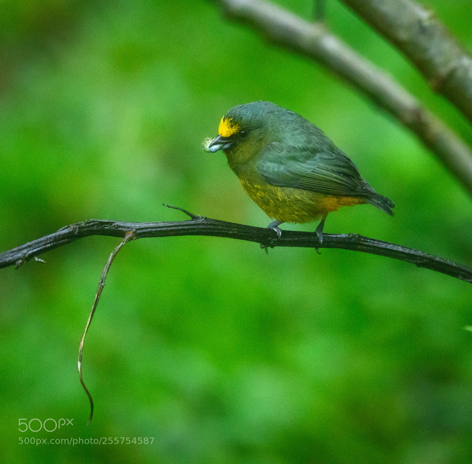 Nikon D850 sample photo. Olive backed euphonia munching photography