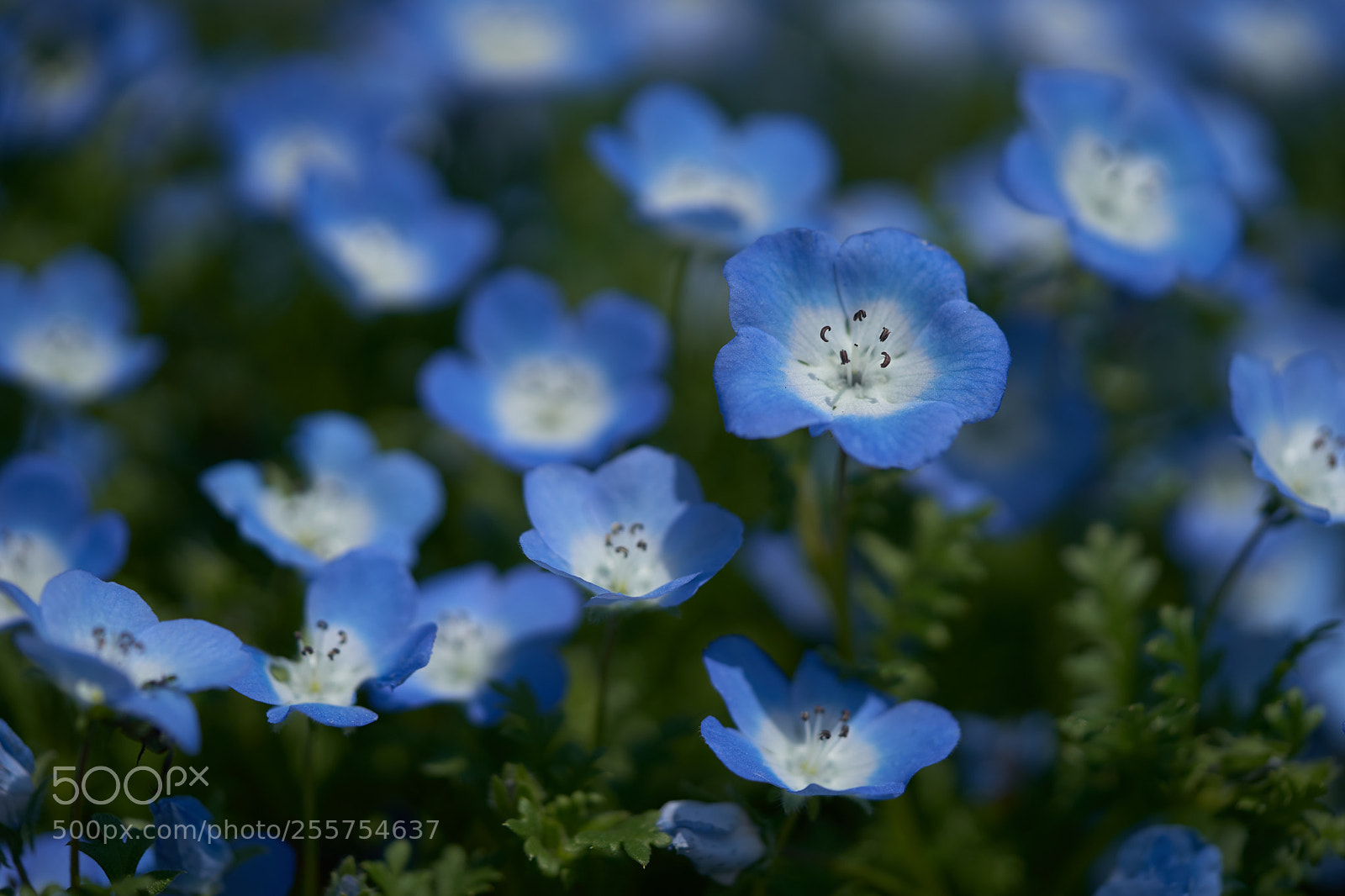 Sony a7 sample photo. Flowers 6476 photography