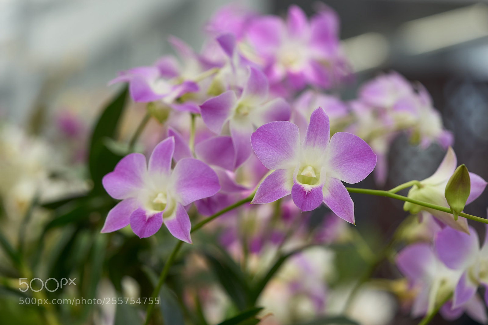 Sony a7 sample photo. Flowers 6477 photography
