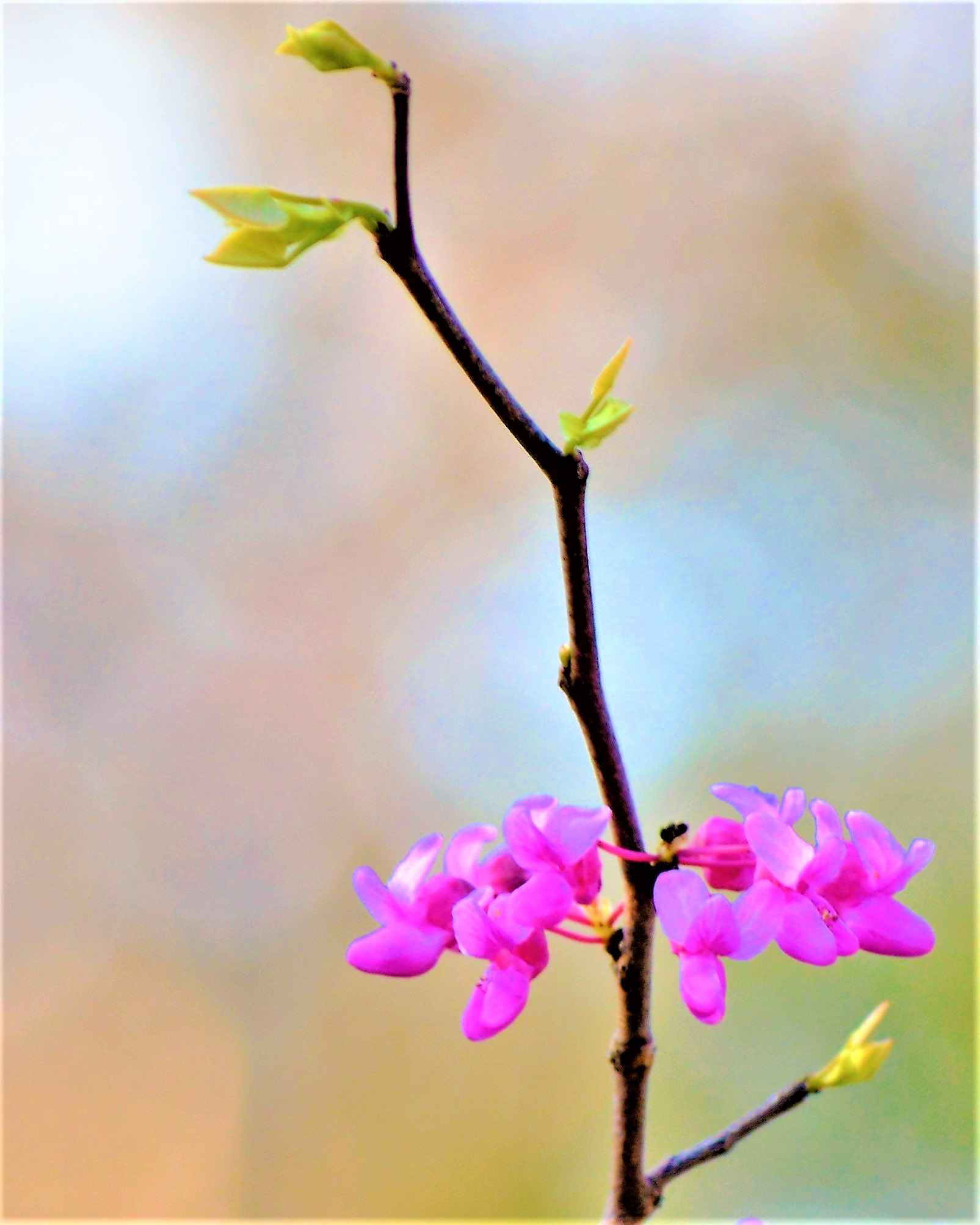 Nikon D5200 sample photo. Spring blooms photography