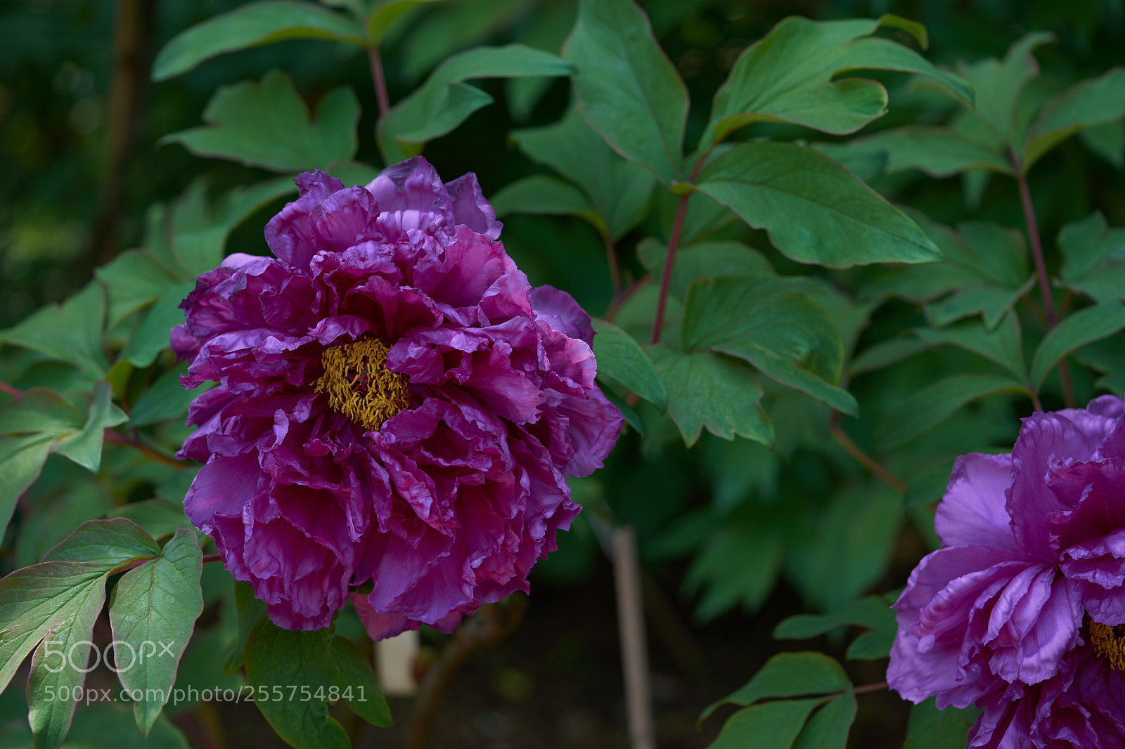 Sony a7 sample photo. Flowers 6478 photography