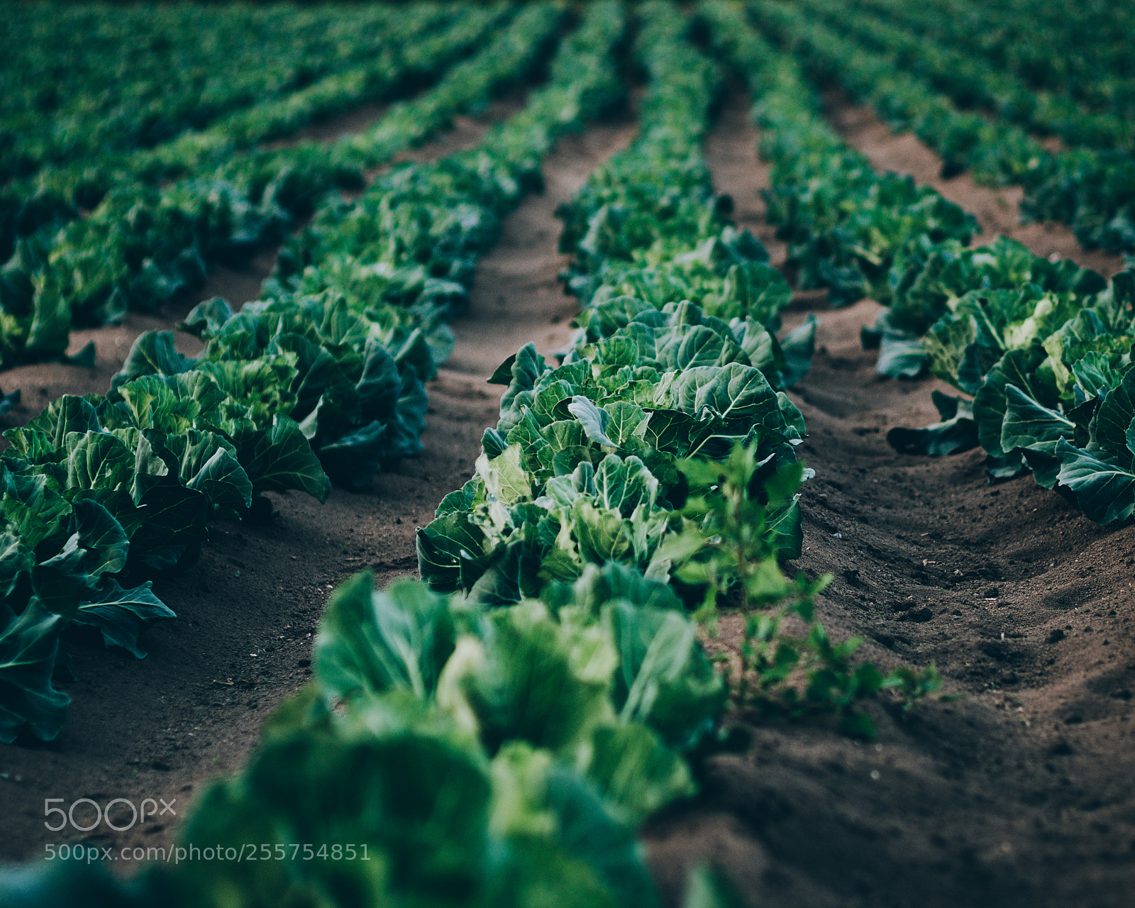 Sony a7R III sample photo. Field photography