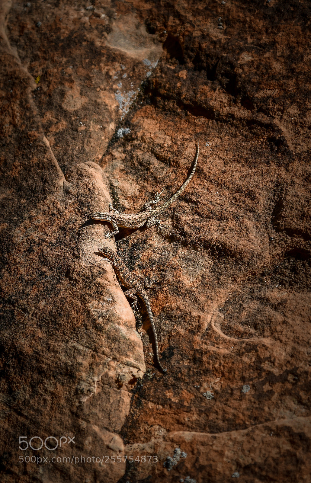 Nikon D850 sample photo. Desert fauna photography