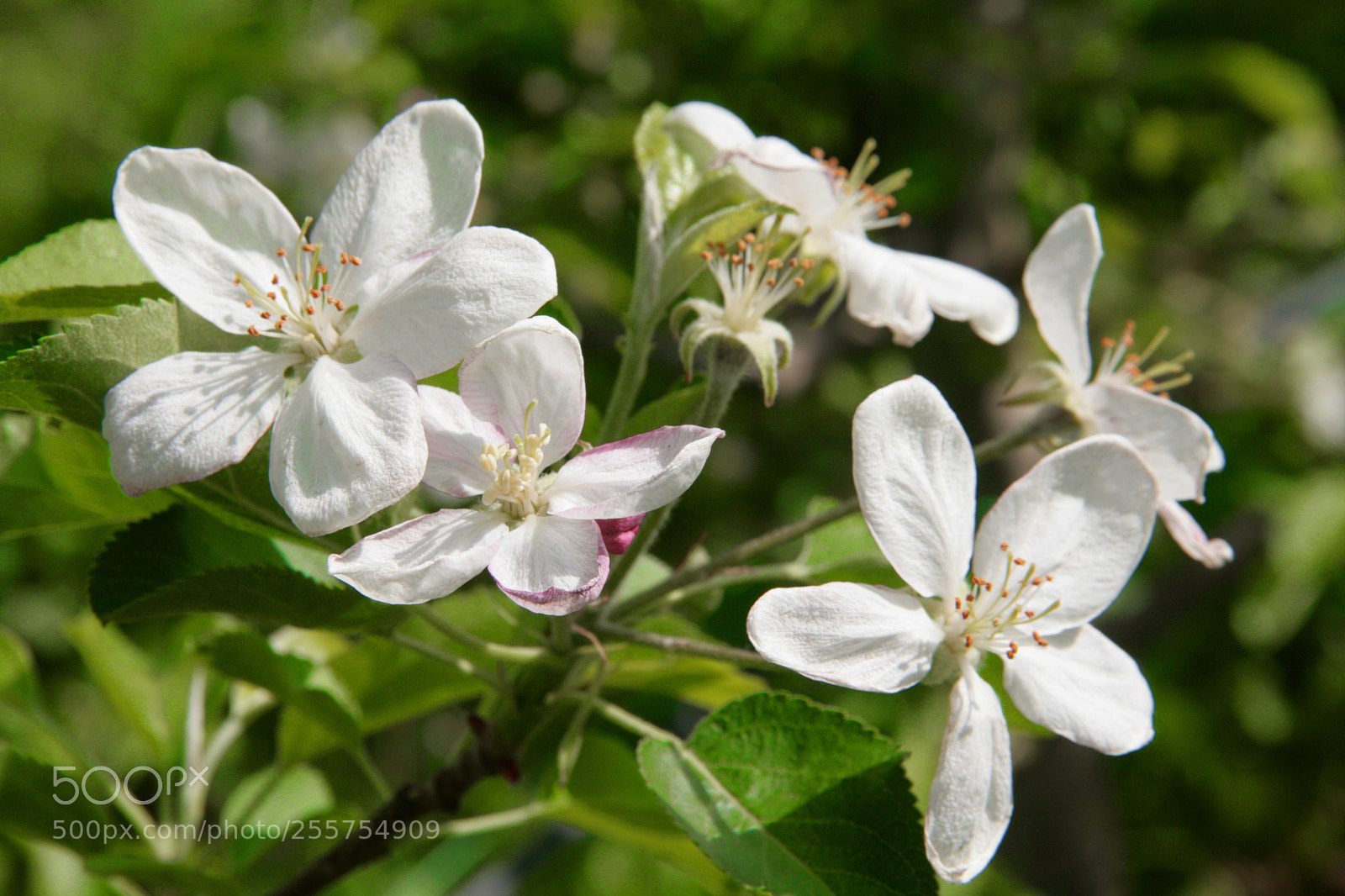 Canon EOS 400D (EOS Digital Rebel XTi / EOS Kiss Digital X) sample photo. Apple blossoms photography