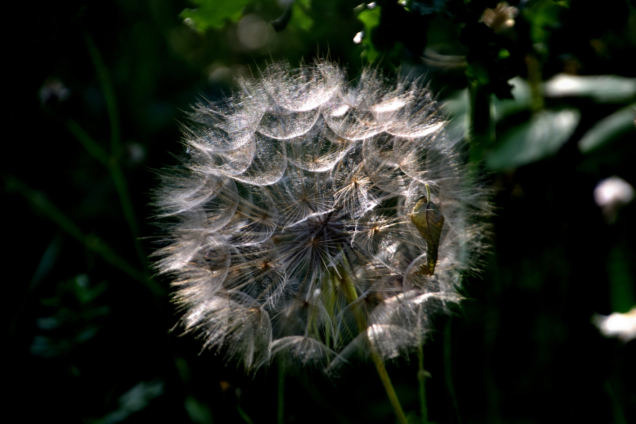 Nikon D7200 sample photo. Fiocco di primavera photography