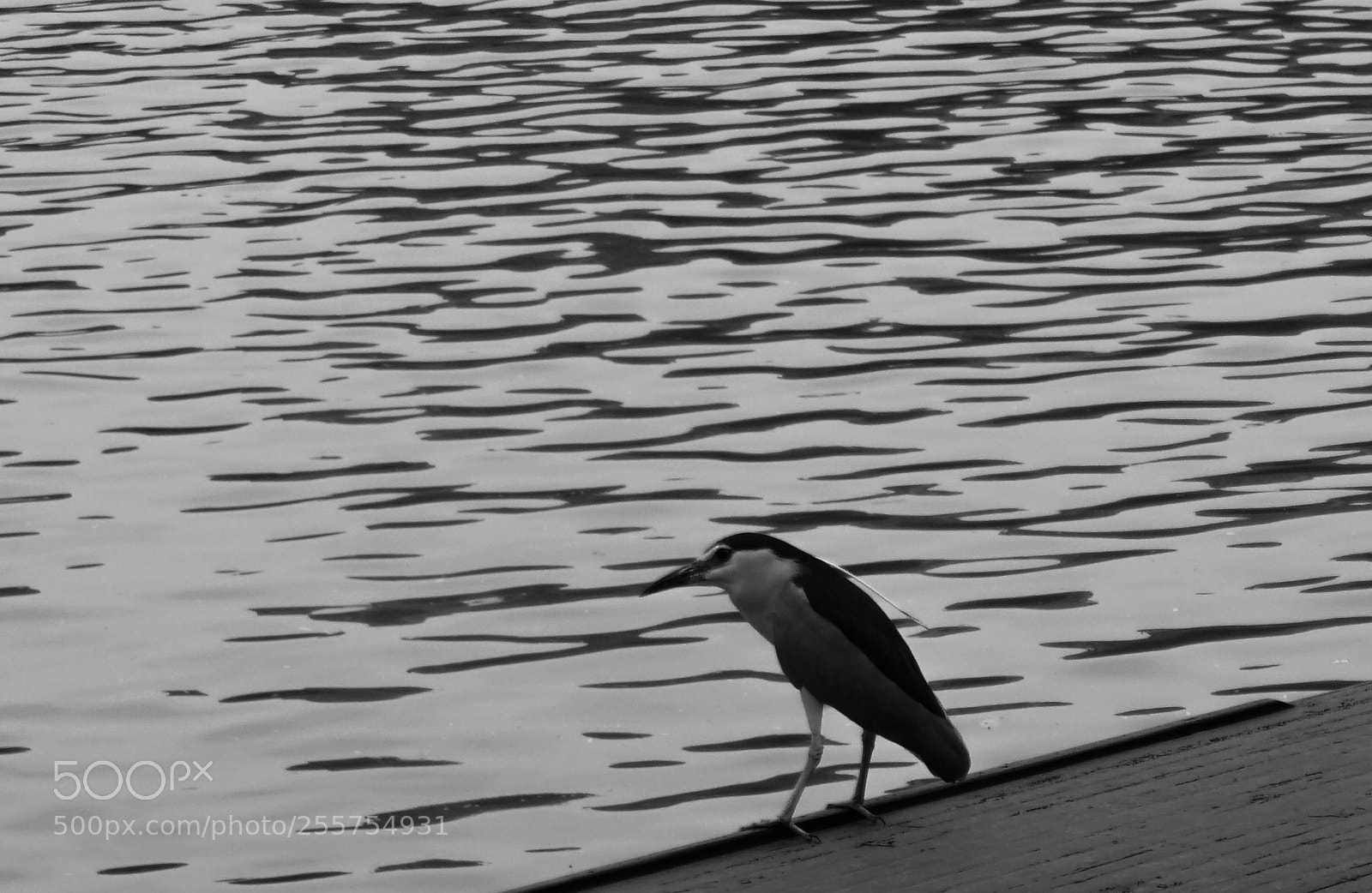 Sony a6000 sample photo. A bird photography