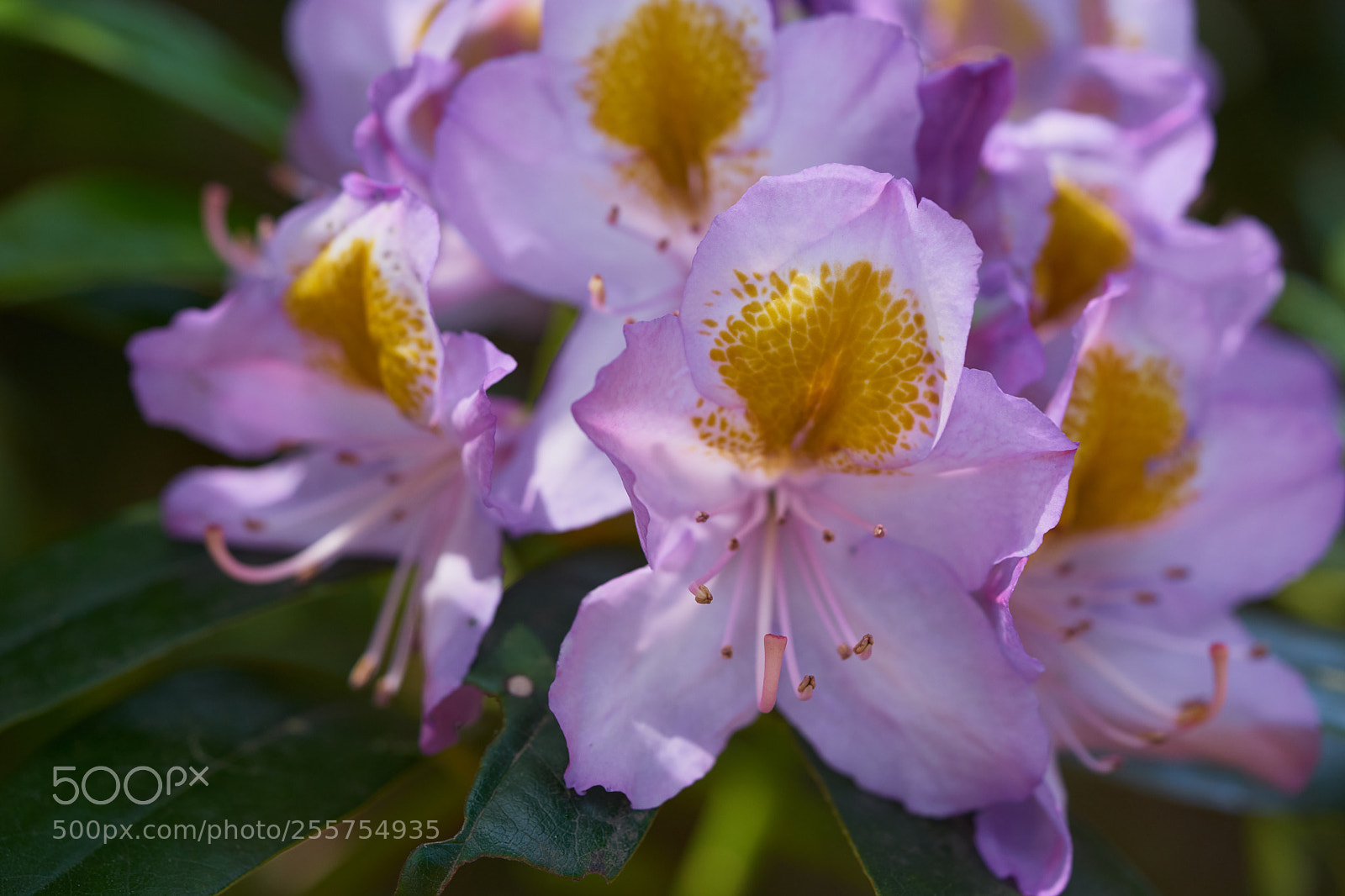 Sony a7 sample photo. Flowers 6479 photography