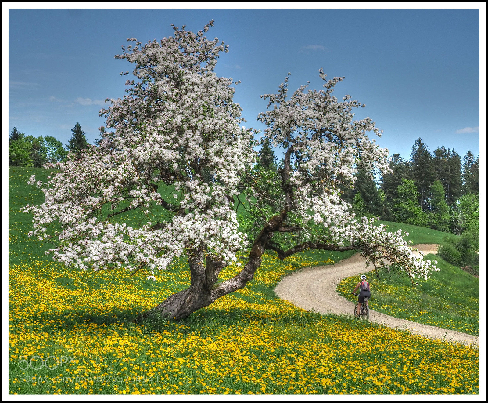 Olympus OM-D E-M1 Mark II sample photo. Unterwegs im frühling photography