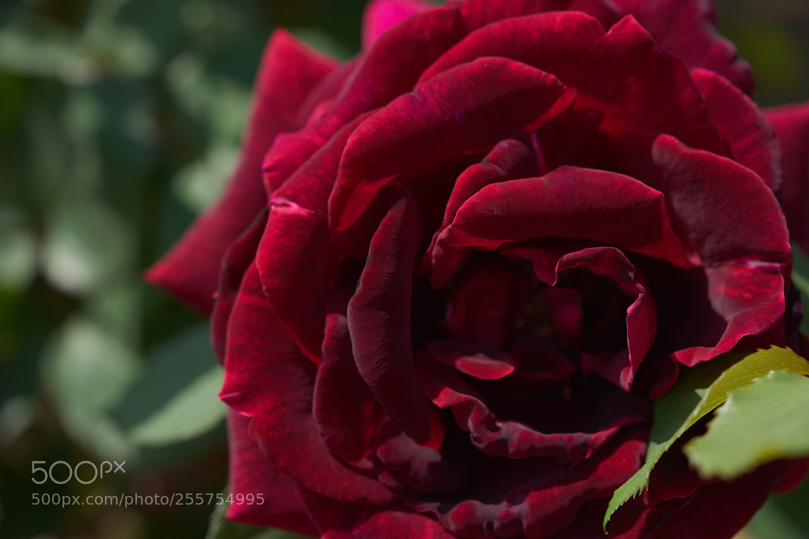 Sony a7 sample photo. Flowers 6480 photography