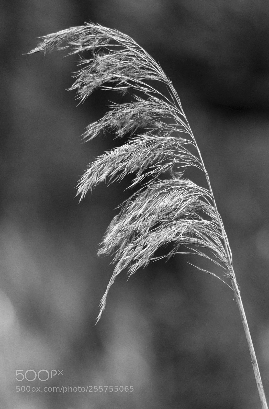 Pentax K-50 sample photo. Grass photography