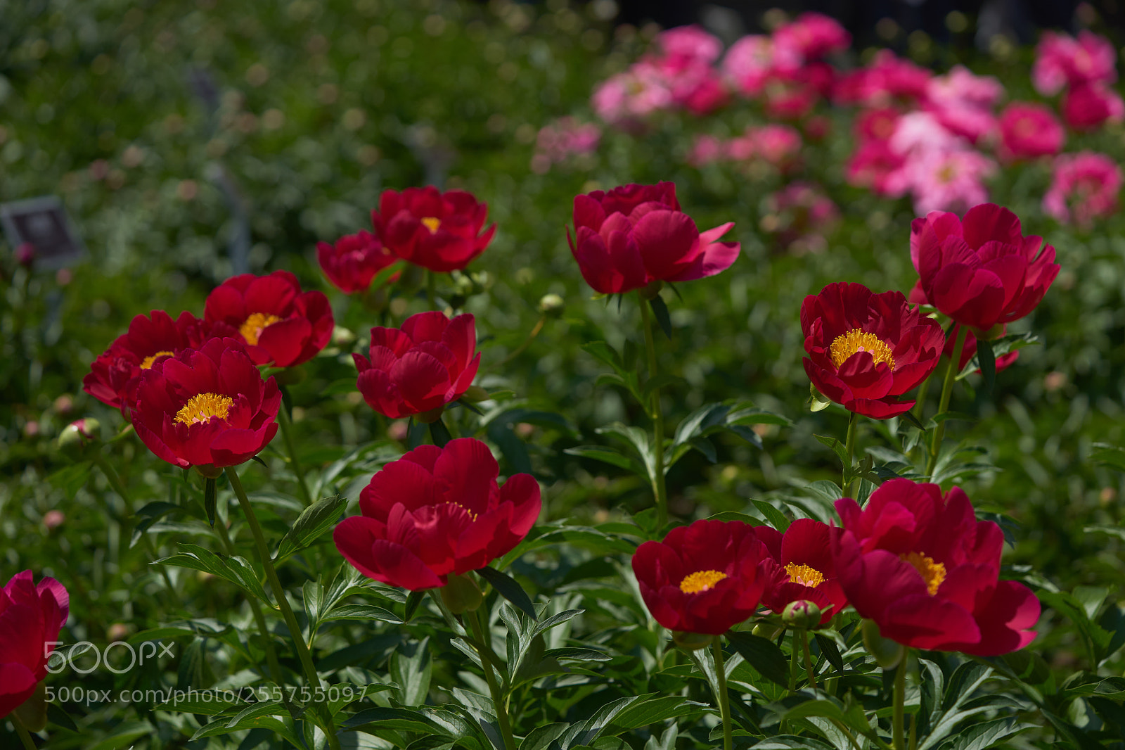 Sony a7 sample photo. Flowers 6481 photography