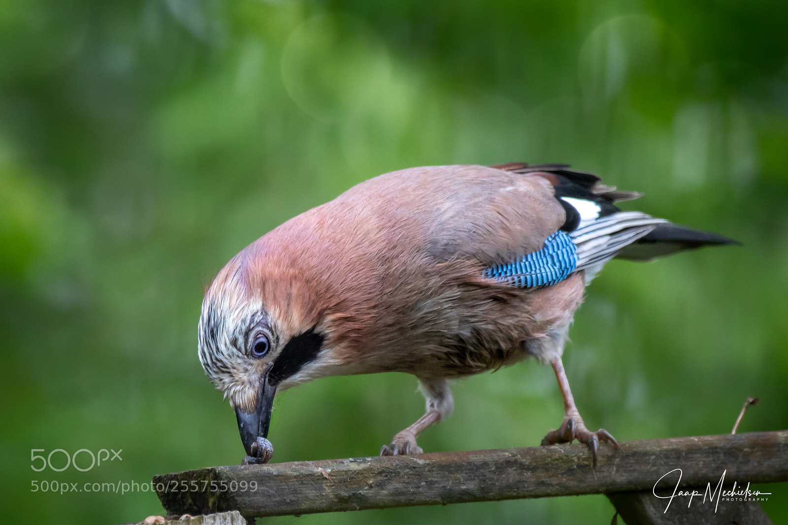Canon EOS 7D Mark II sample photo. Yummie a snail photography
