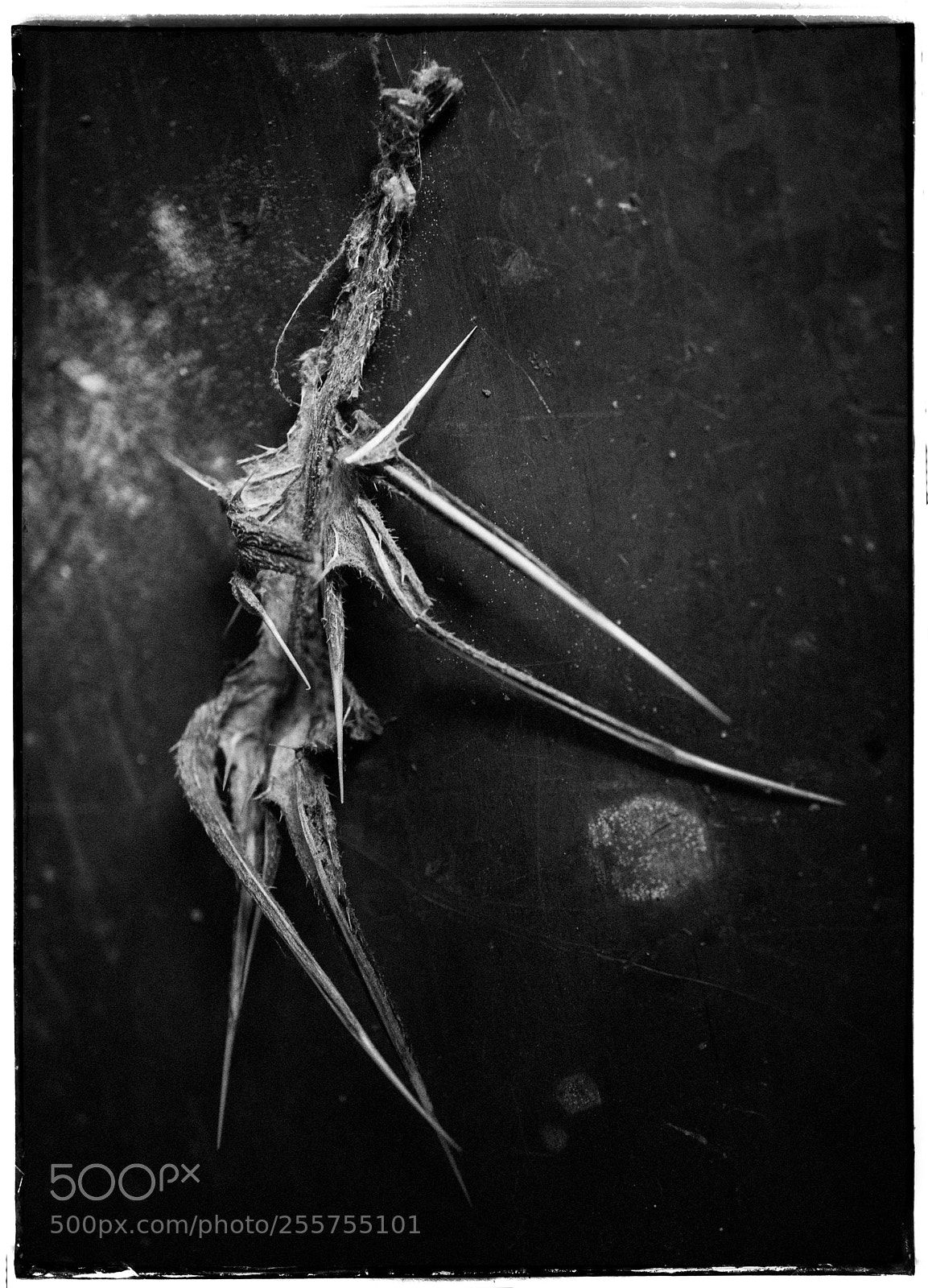 Sony a7 sample photo. Thistle leaf skeleton photography