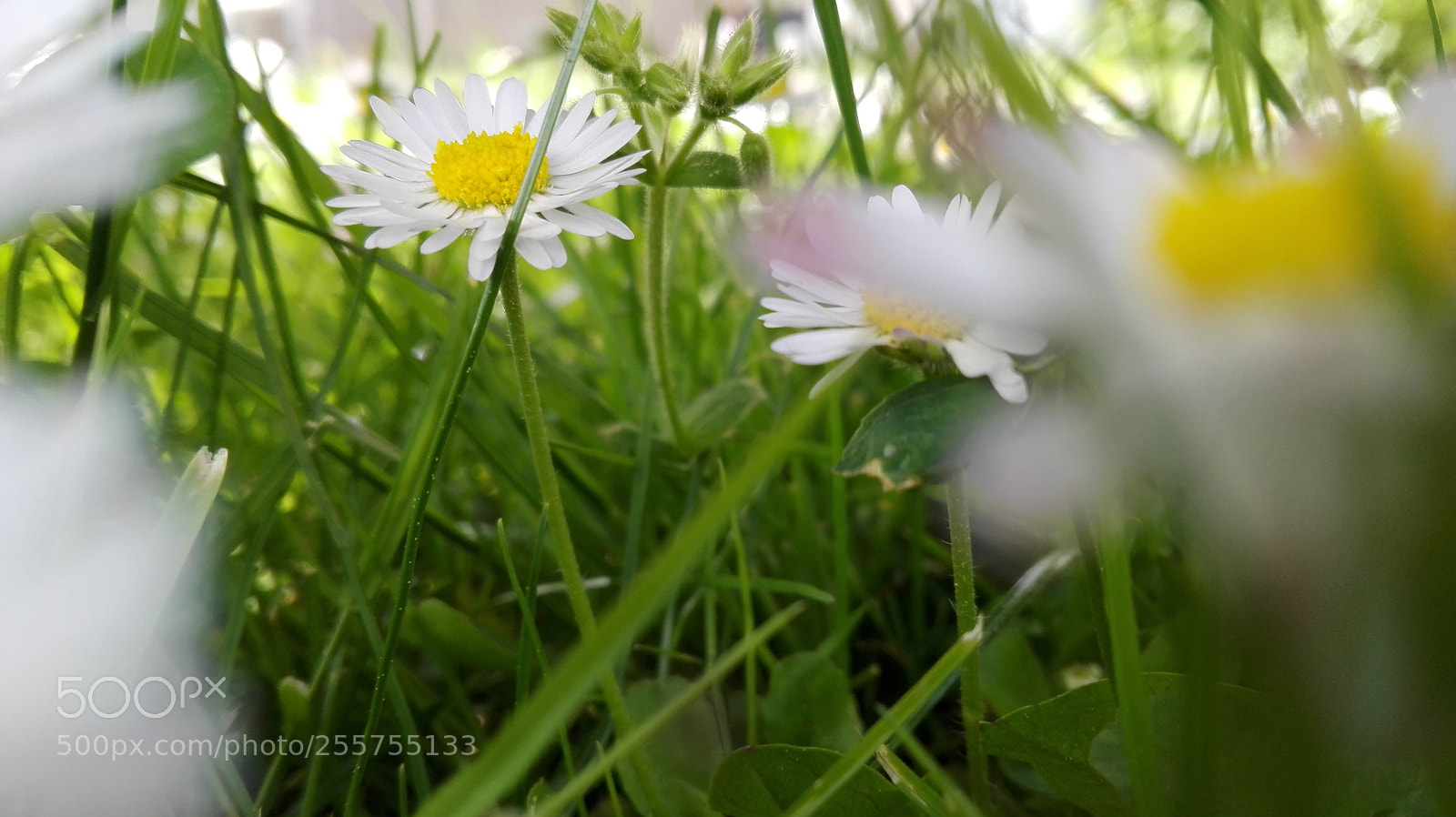 HUAWEI P8 Lite sample photo. Untitled photography